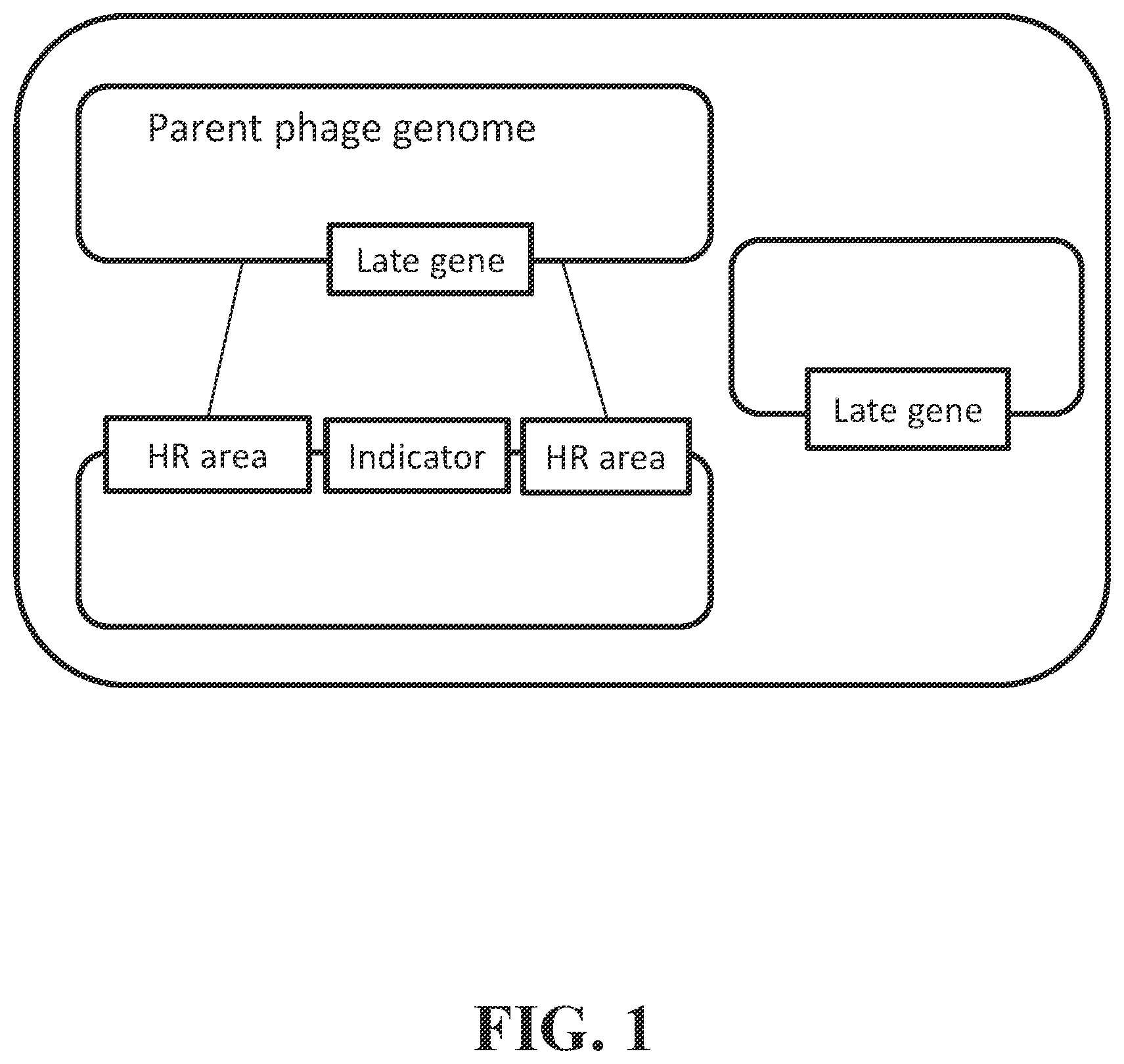 Patent US12492421 — Devices and methods for detecting microorganisms using recombinant reproduction-deficient indicator bacteriophage — Figure 1