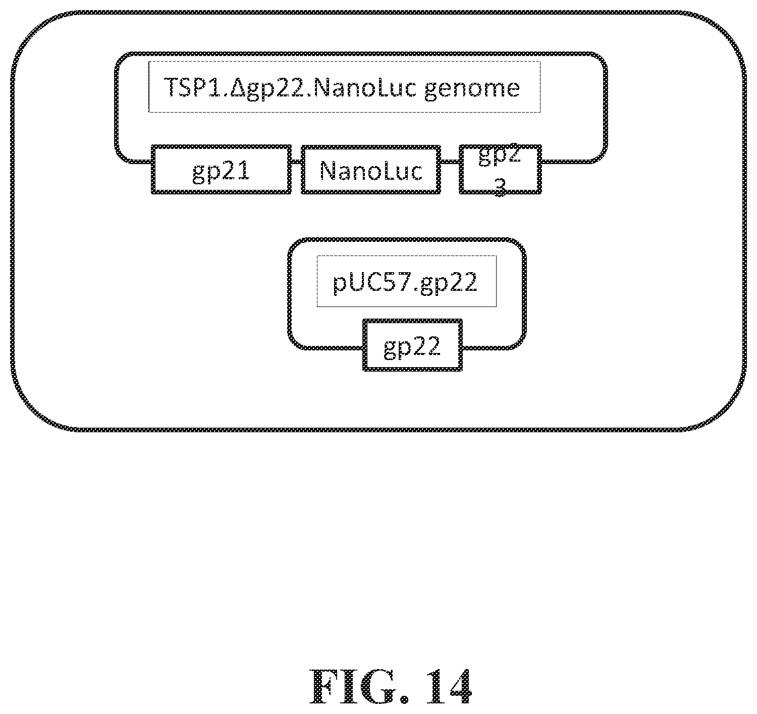 Patent US12492421 Figure 14 – Devices and methods for detecting microorganisms using recombinant reproduction-deficient indicator bacteriophage
