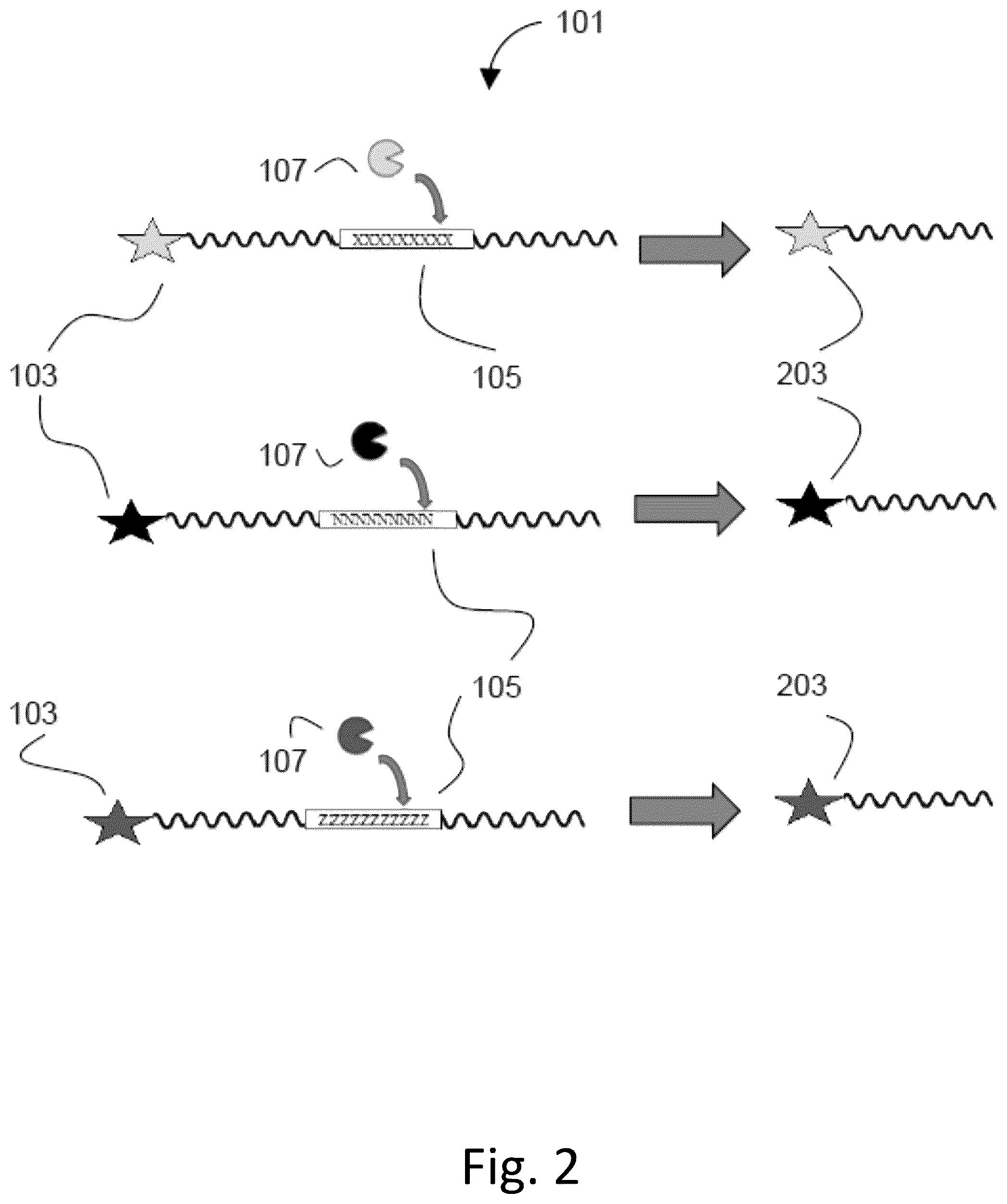 Patent US12492422 Figure 2 – Ex vivo protease activity detection for disease detection/diagnostic, staging, monitoring and treatment