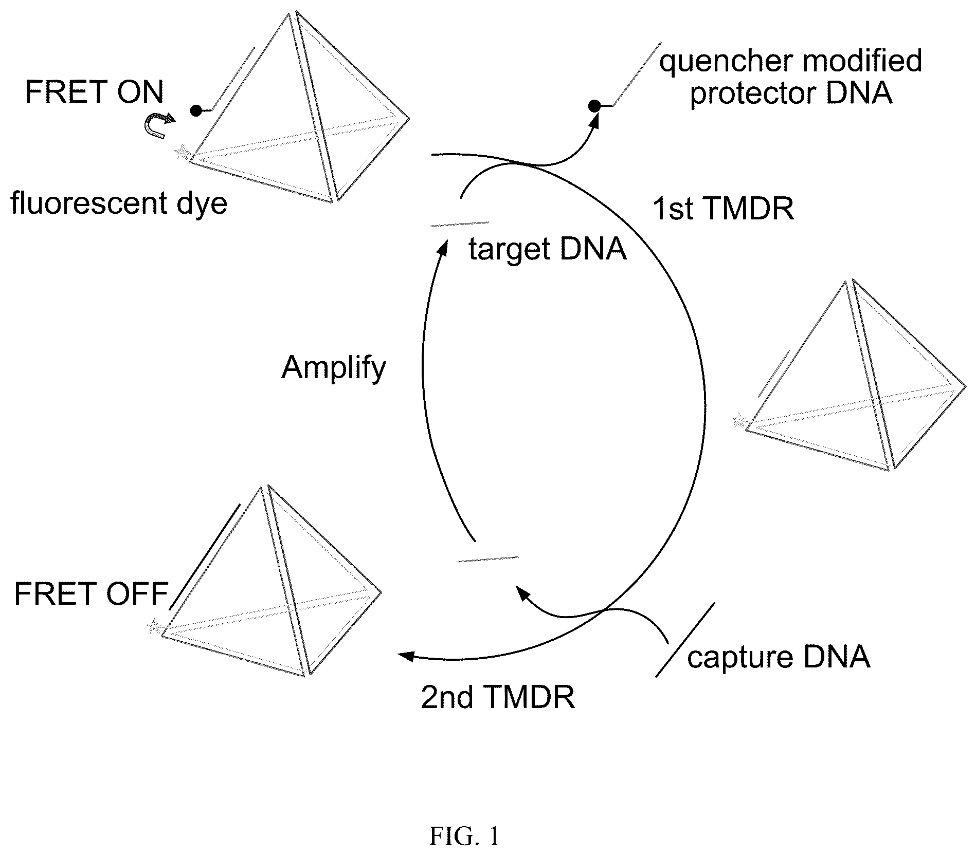 Patent US12492424 — Compositions and methods for detecting viral nucleic acids — Figure 1