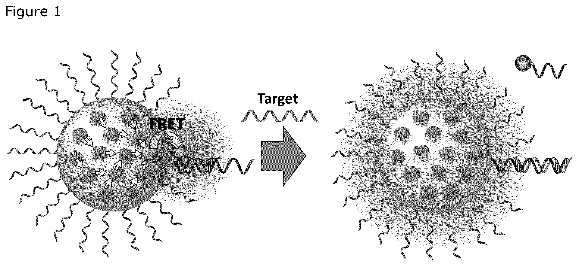 Patent US12492426 — Oligonucleotide-functionalized hydrophobic polymer nanoparticles — Figure 1
