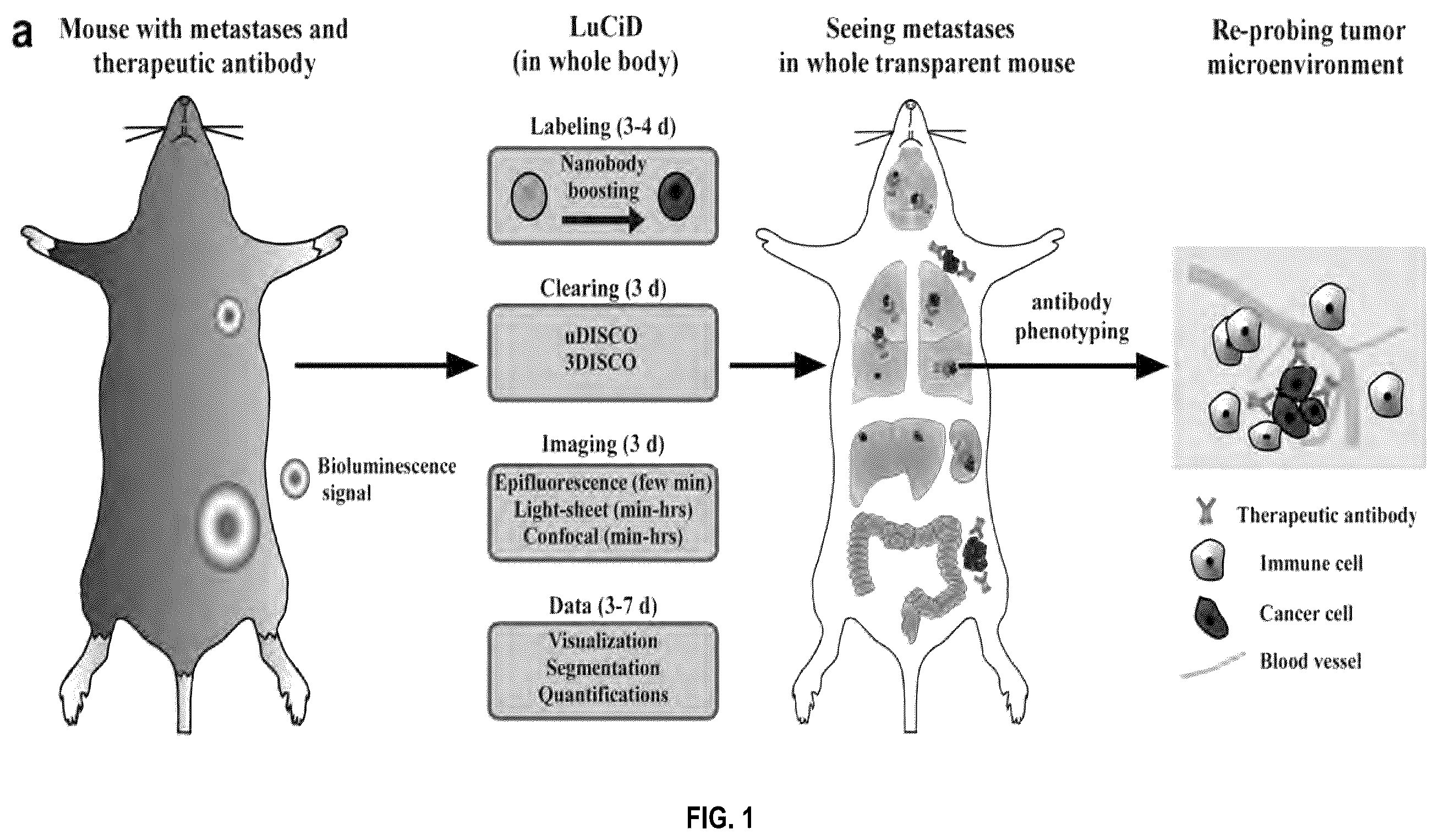 Patent US12492973 Figure 1 – Methods for large tissue labeling, clearing and imaging