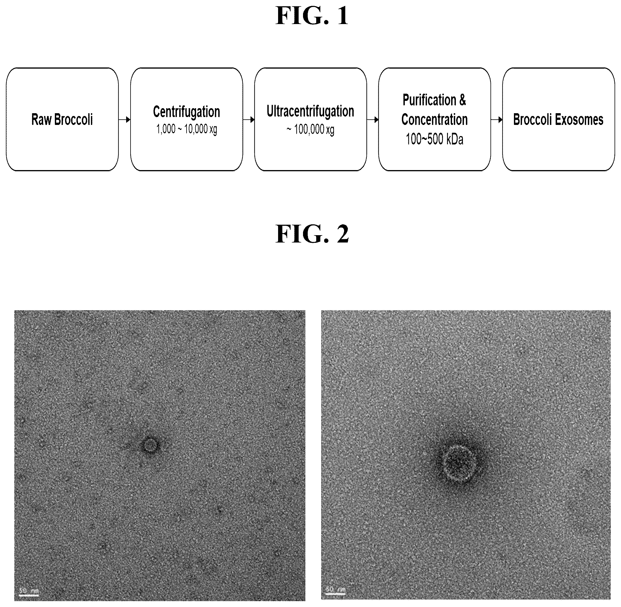 Patent US12496268 — Anti-aging and antioxidant cosmetic composition containing broccoli exosomes as active ingredient and functional cosmetics comprising same — Figure 1