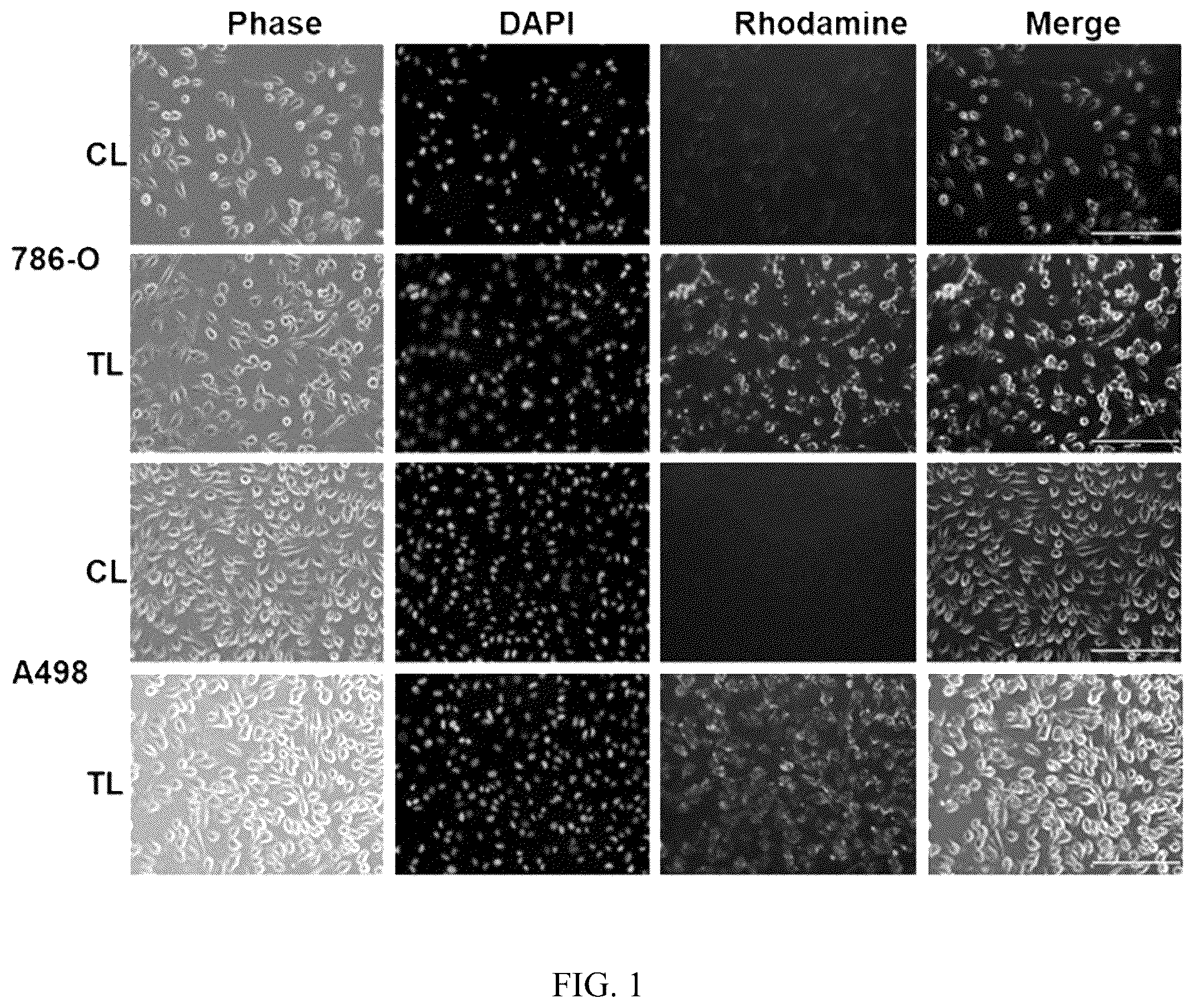 Patent US12496275 — Drug delivery methods and compositions — Figure 1