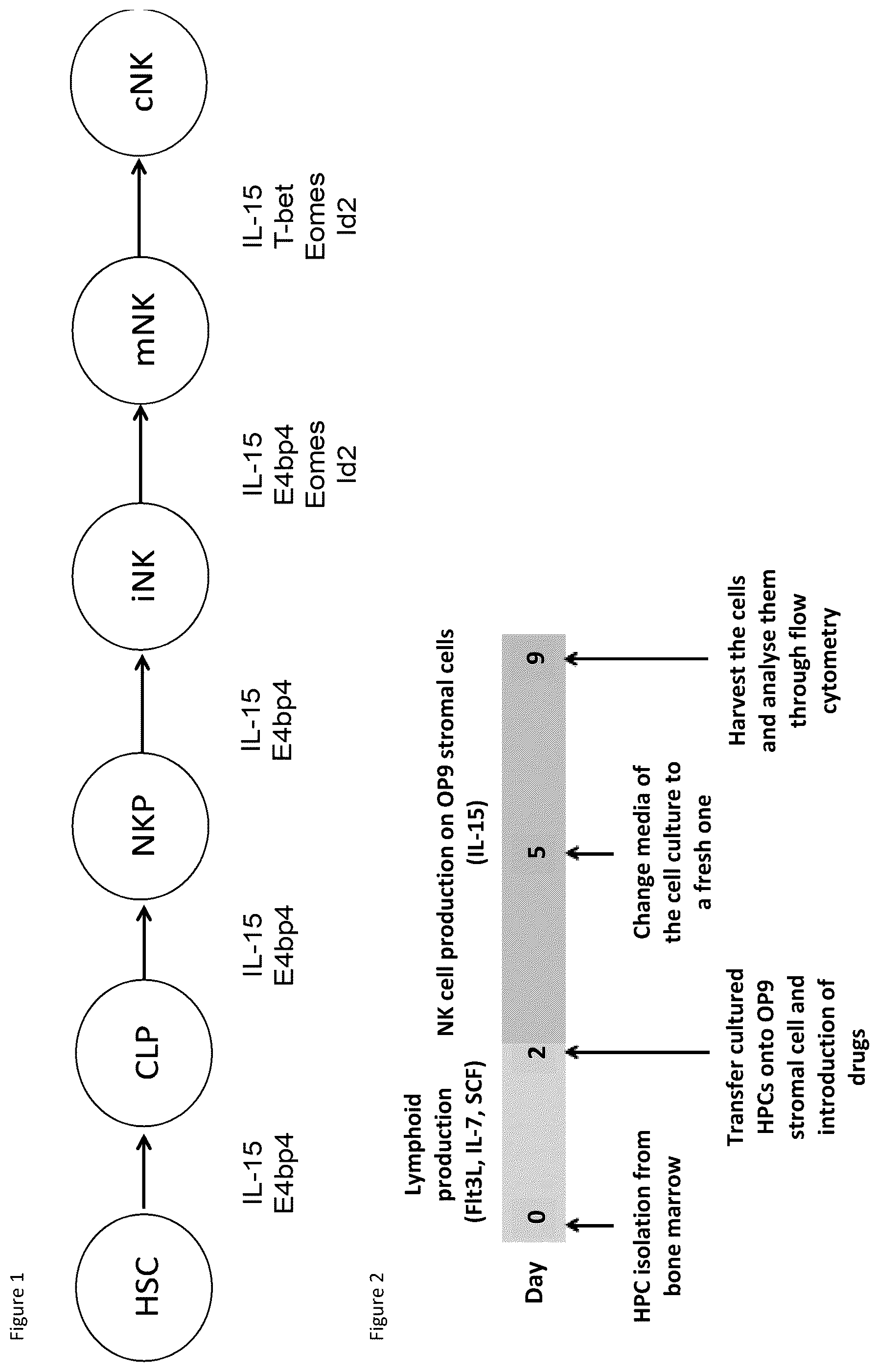Patent US12496298 Figure 1 – Natural killer cells