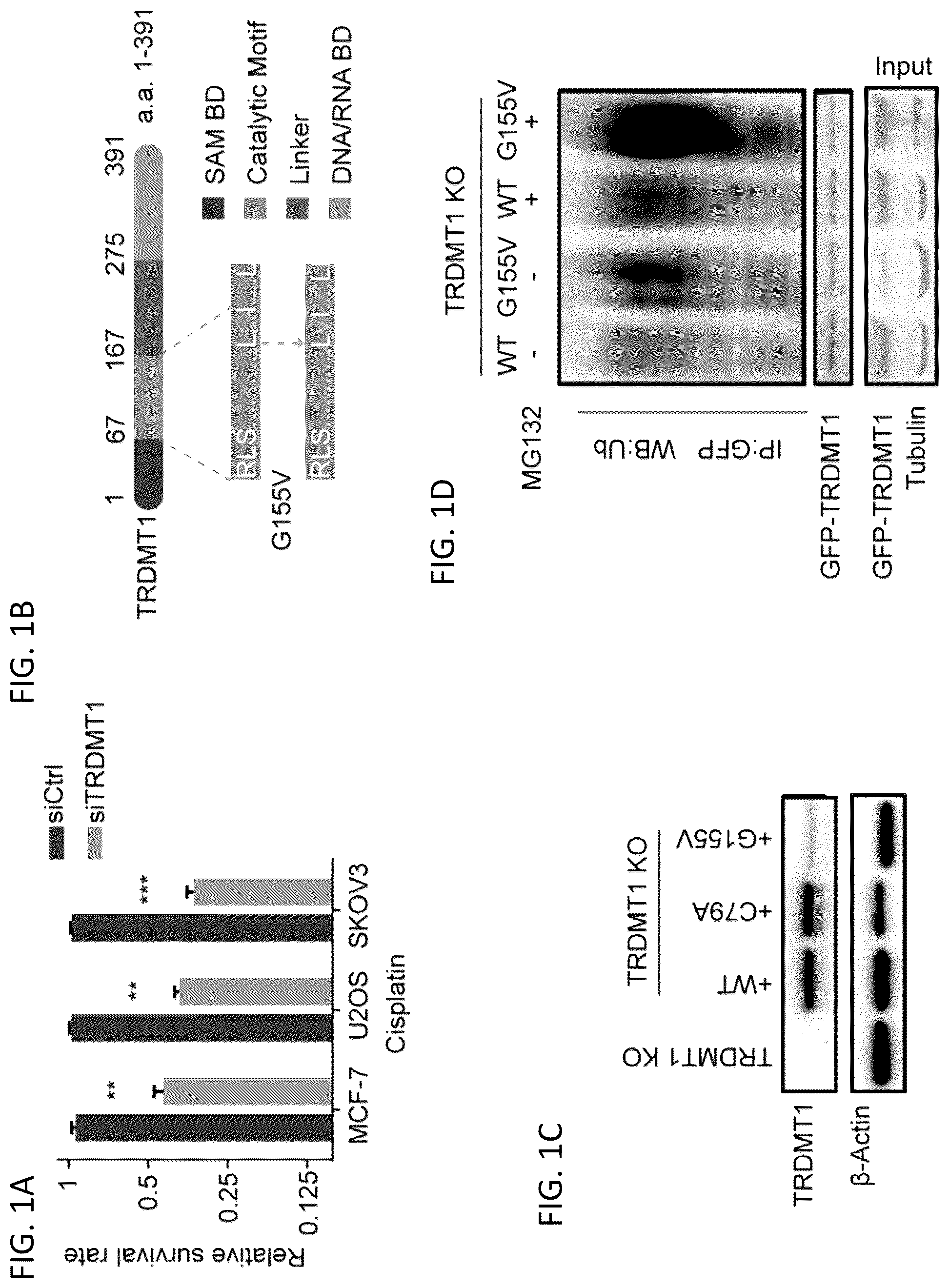 Patent US12496302 — Compositions and methods for the treatment and diagnosis of cancer — Figure 1