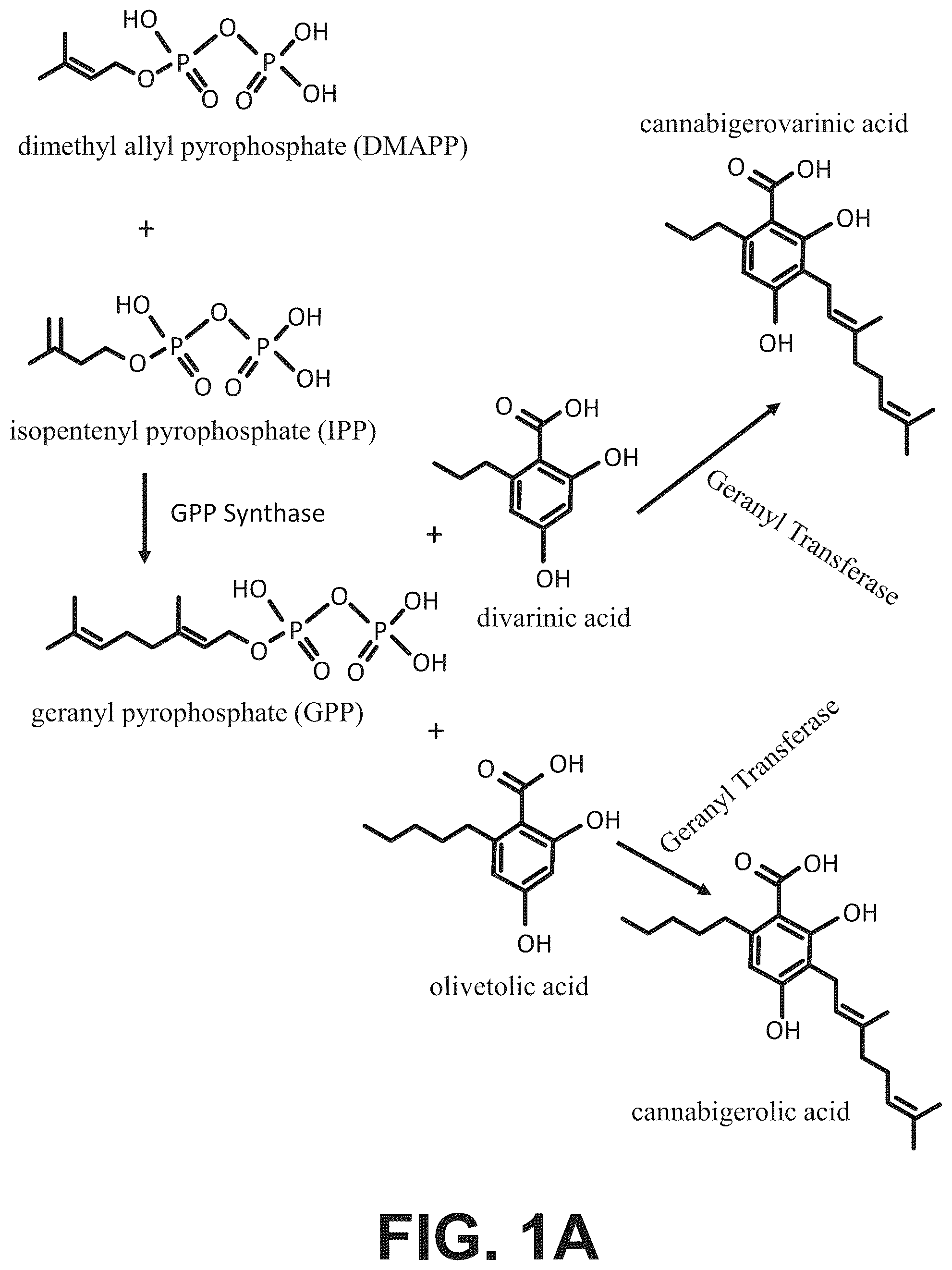 Patent US12496307 — Cannabinoid compositions and methods of using — Figure 1