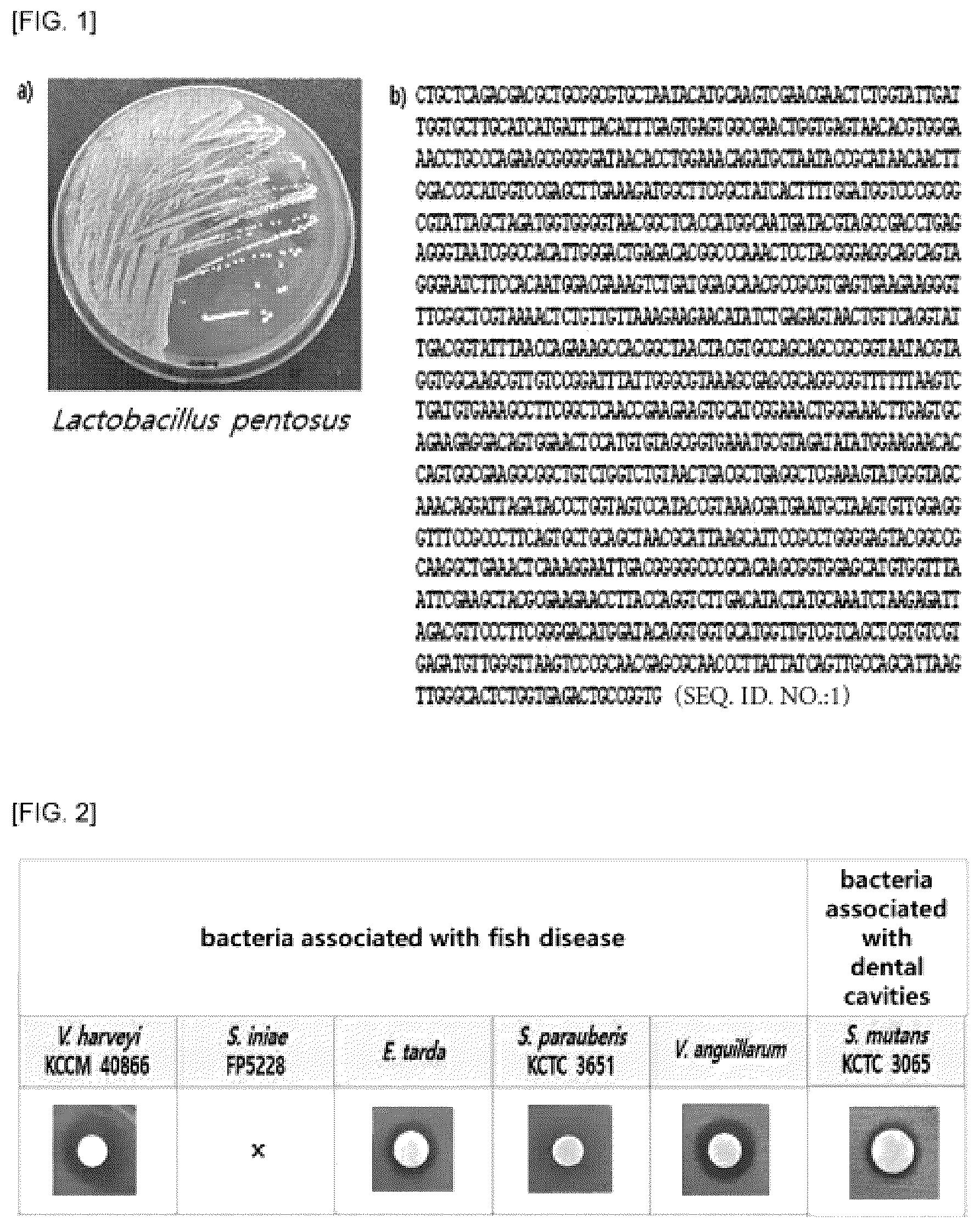 Patent US12496320 — Lactobacillus sp. strain and use thereof — Figure 1