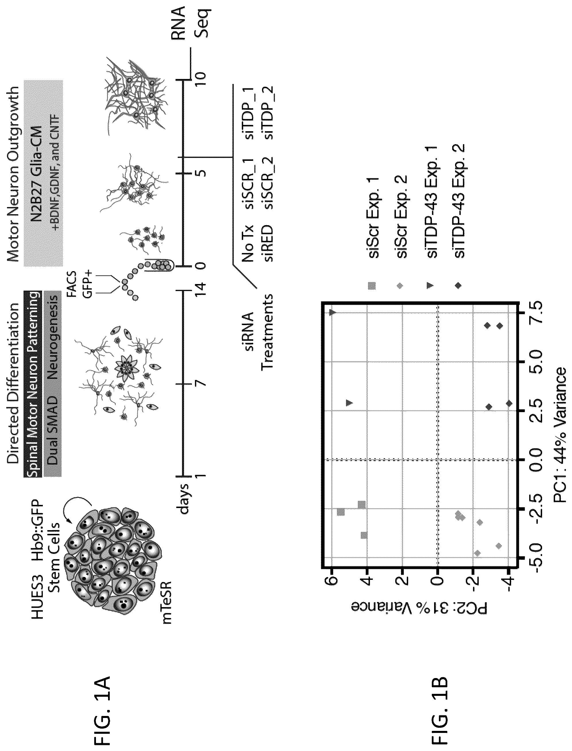 Patent US12496327 — Methods and compositions for restoring STMN2 levels — Figure 1