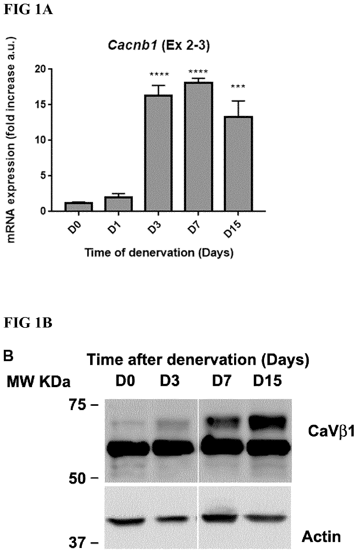 Patent US12496328 — Compositions for the treatment of sarcopenia or disuse atrophy — Figure 1