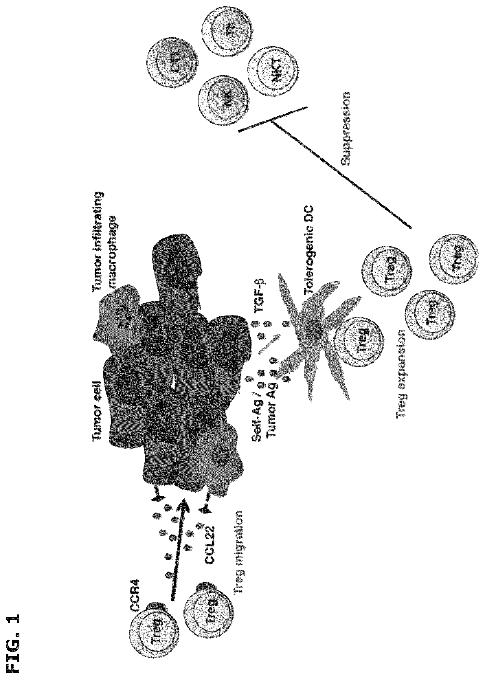 Patent US12496333 — Vaccine compositions comprising C-C motif chemokine 22 (CCL22) or fragments thereof — Figure 1