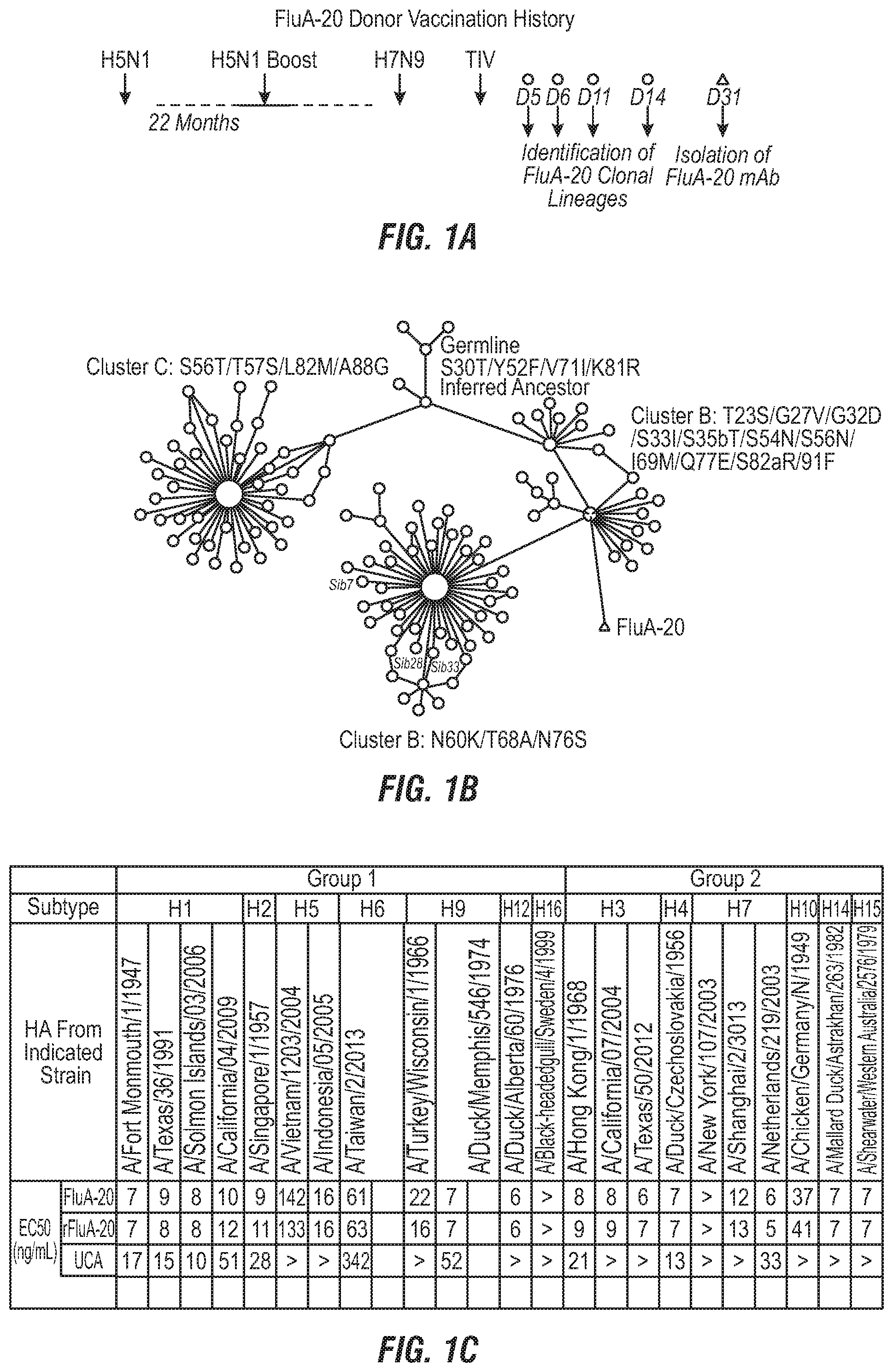 Patent US12496336 — Peptide vaccine based on a new universal influenza a hemagglutinin head domain epitope and human monoclonal antibodies binding thereto — Figure 1