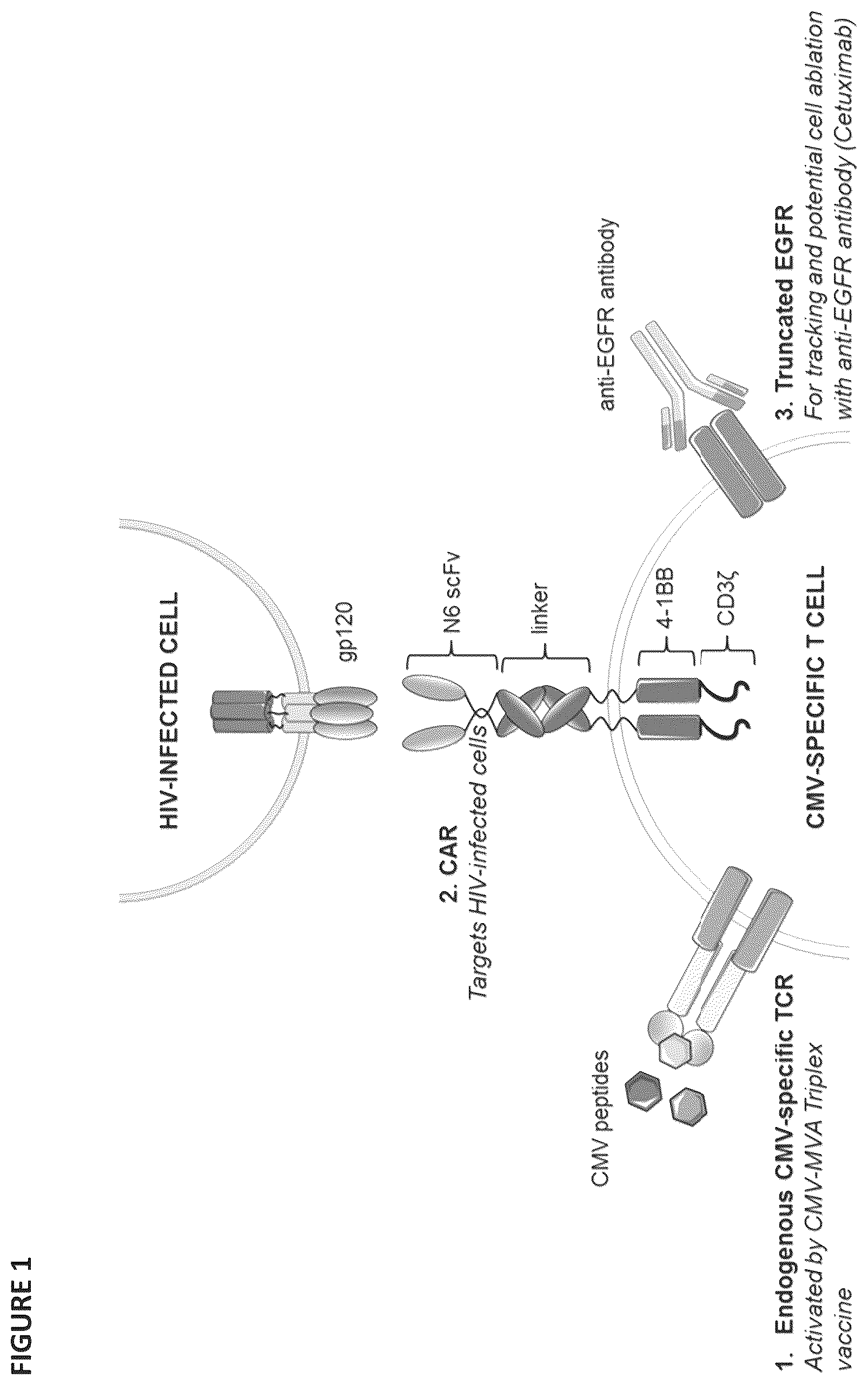 Patent US12496338 — CAR for treatment of HIV infection — Figure 1