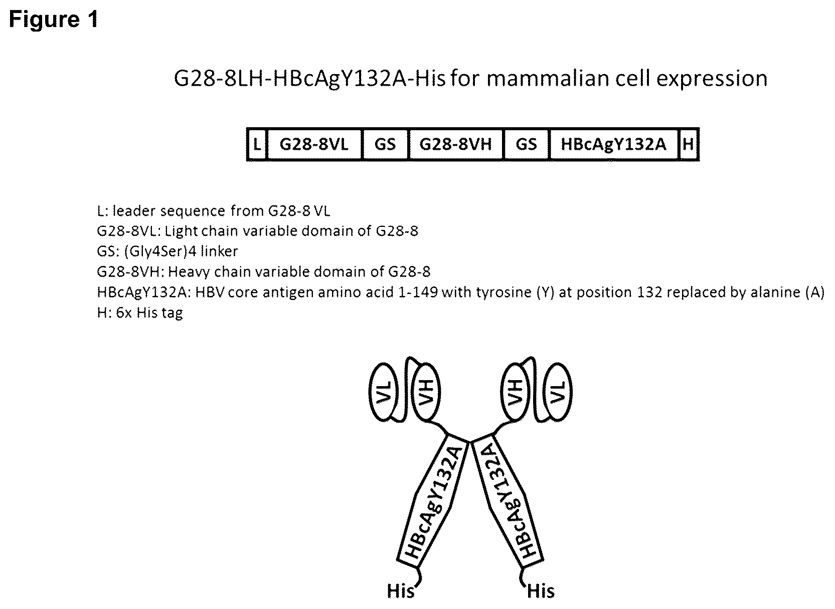 Patent US12496339 — Therapeutic vaccine for hepatitis b virus (HBV) using the HBV core antigen — Figure 1
