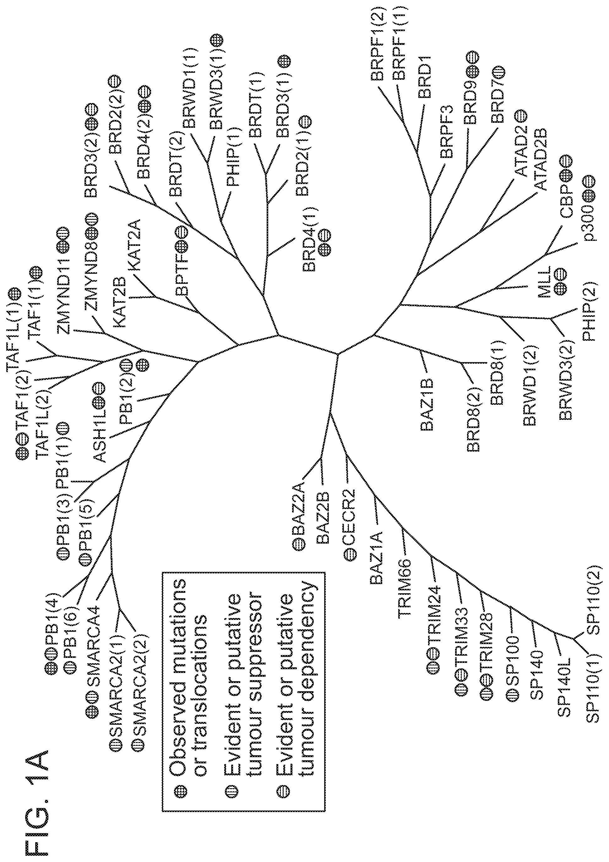 Patent US12496348 — Small molecule target bromo/acetyl proteins and uses thereof — Figure 1