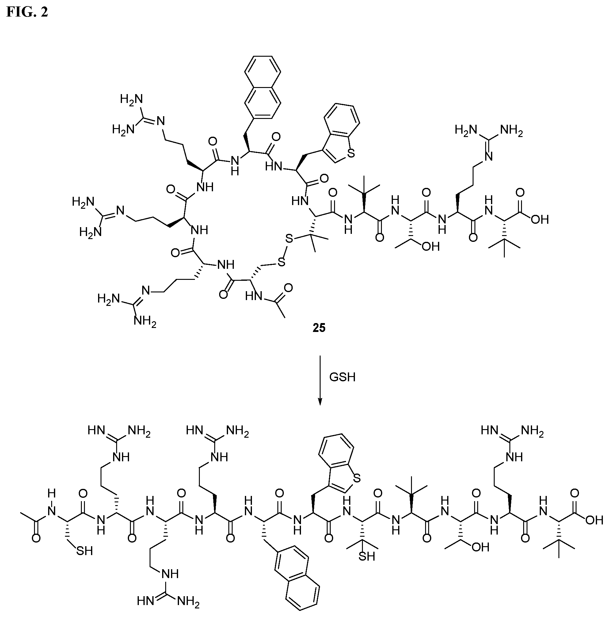 Patent US12496350 Figure 2 – Cyclic peptidyl inhibitors of CAL-PDZ binding domain