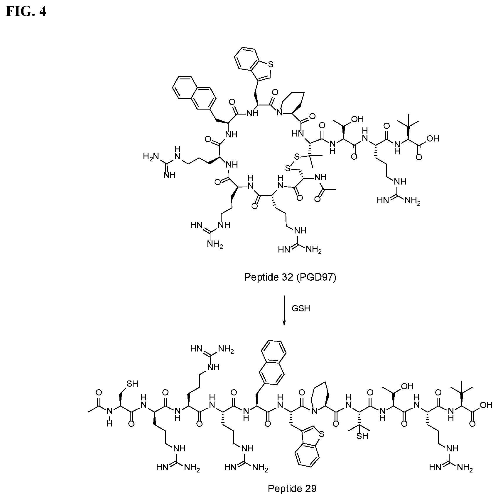 Patent US12496350 Figure 5 – Cyclic peptidyl inhibitors of CAL-PDZ binding domain