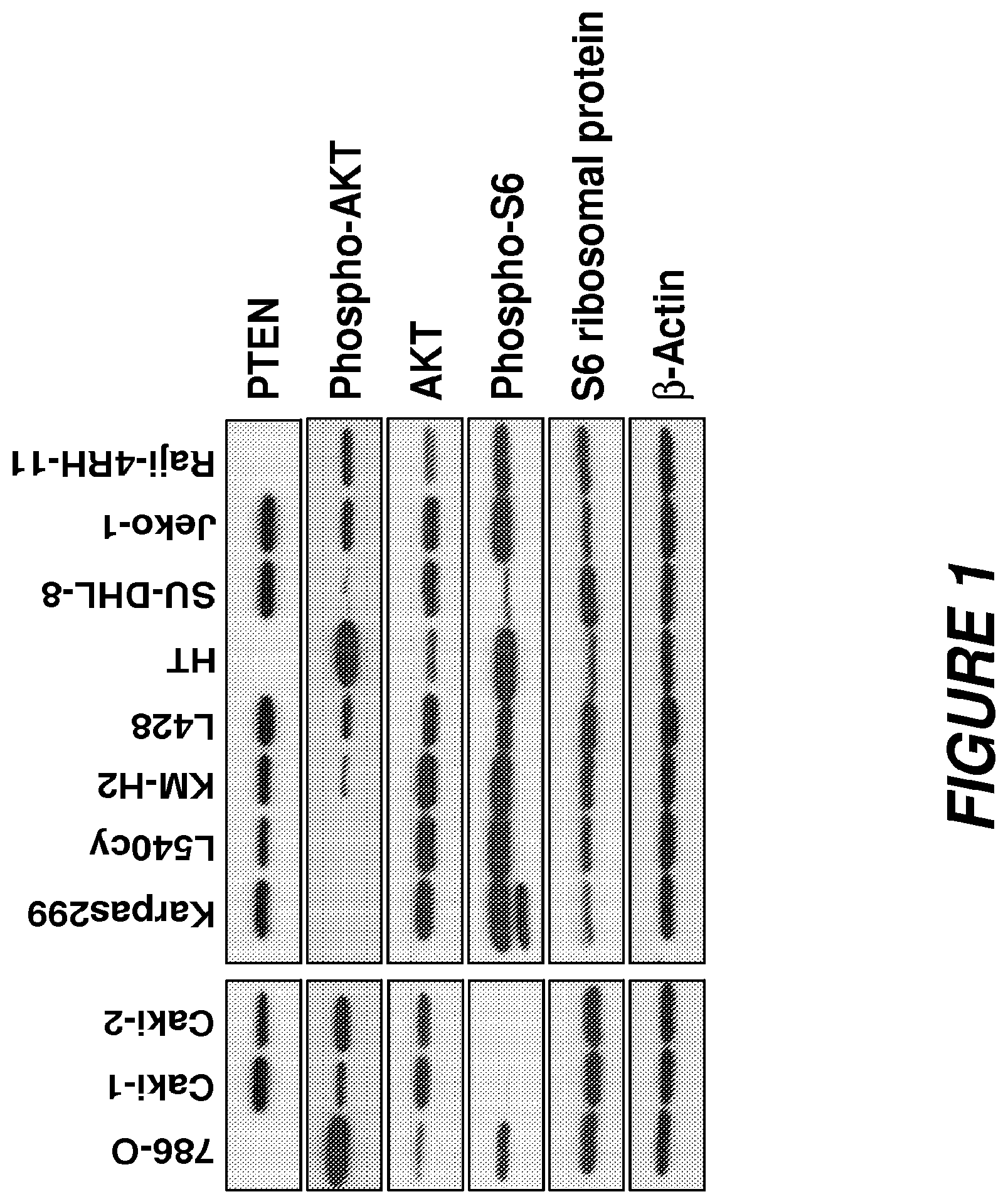 Patent US12496353 — Synergistic effects between auristatin-based antibody drug conjugates and inhibitors of the PI3K-AKT mTOR pathway — Figure 1