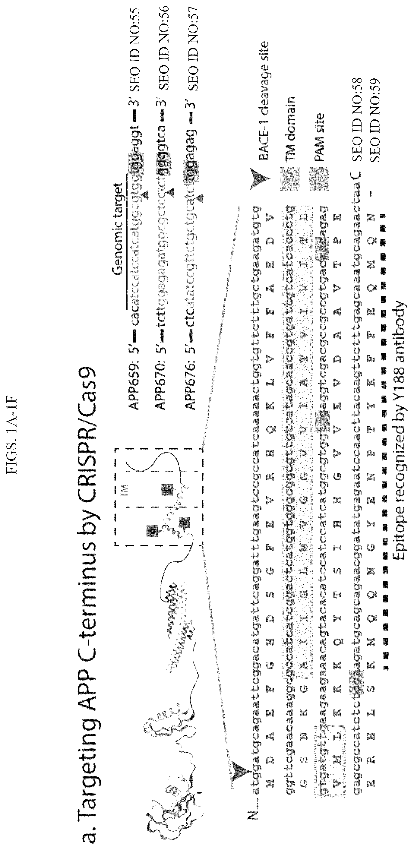 Patent US12496360 — Gene editing-based method of attenuating the beta-amyloid pathway — Figure 1