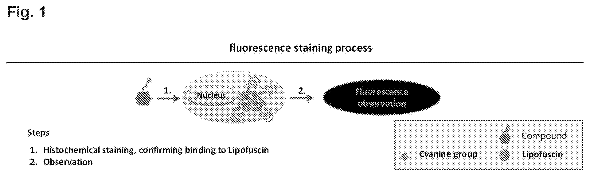 Patent US12496361 — Imaging compounds for detecting or imaging senescent cells — Figure 1