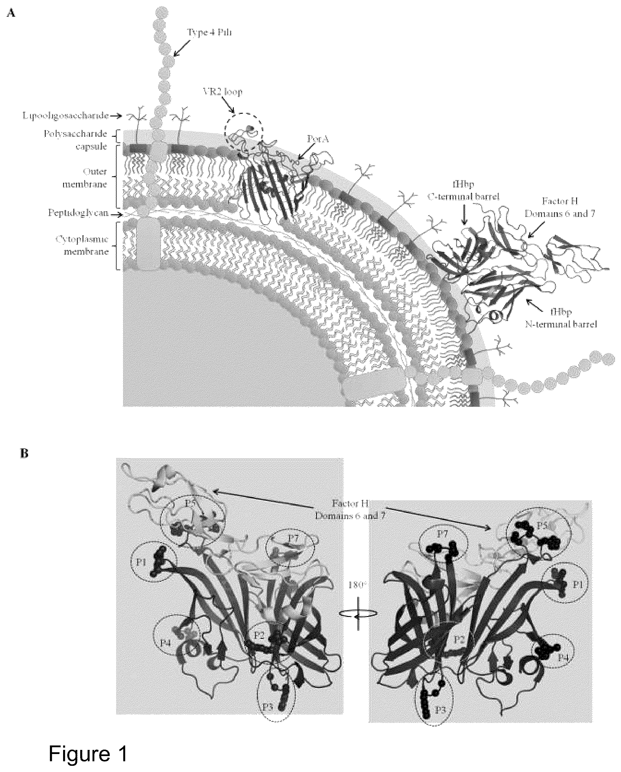 Patent US12497432 — Modified factor H binding protein — Figure 1