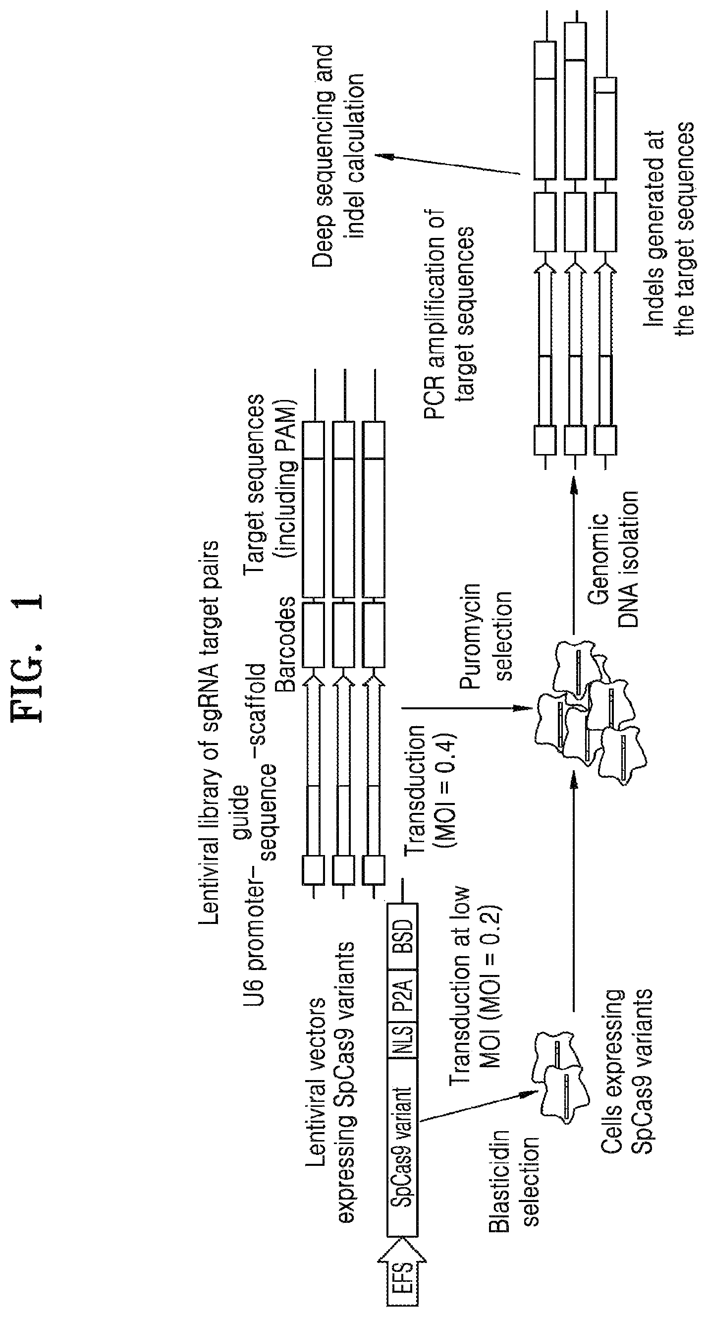 Patent US12497609 Figure 1 – Protospacer adjacent motif sequence and method for modifying target nucleic acid in genome of cell by using same