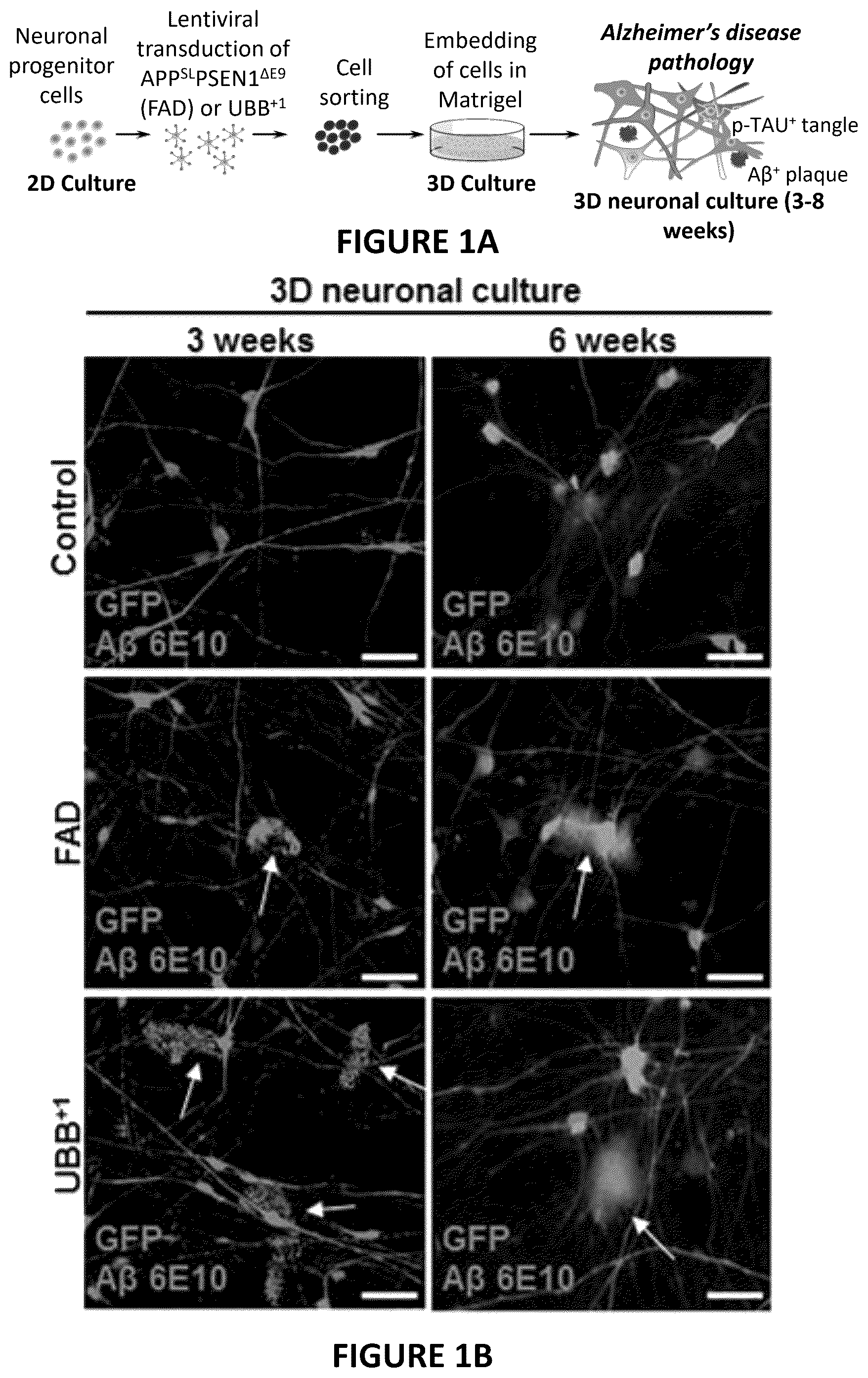 Patent US12504424 Figure 1 – Systems and methods for in-vitro modeling of neurodegenerative diseases