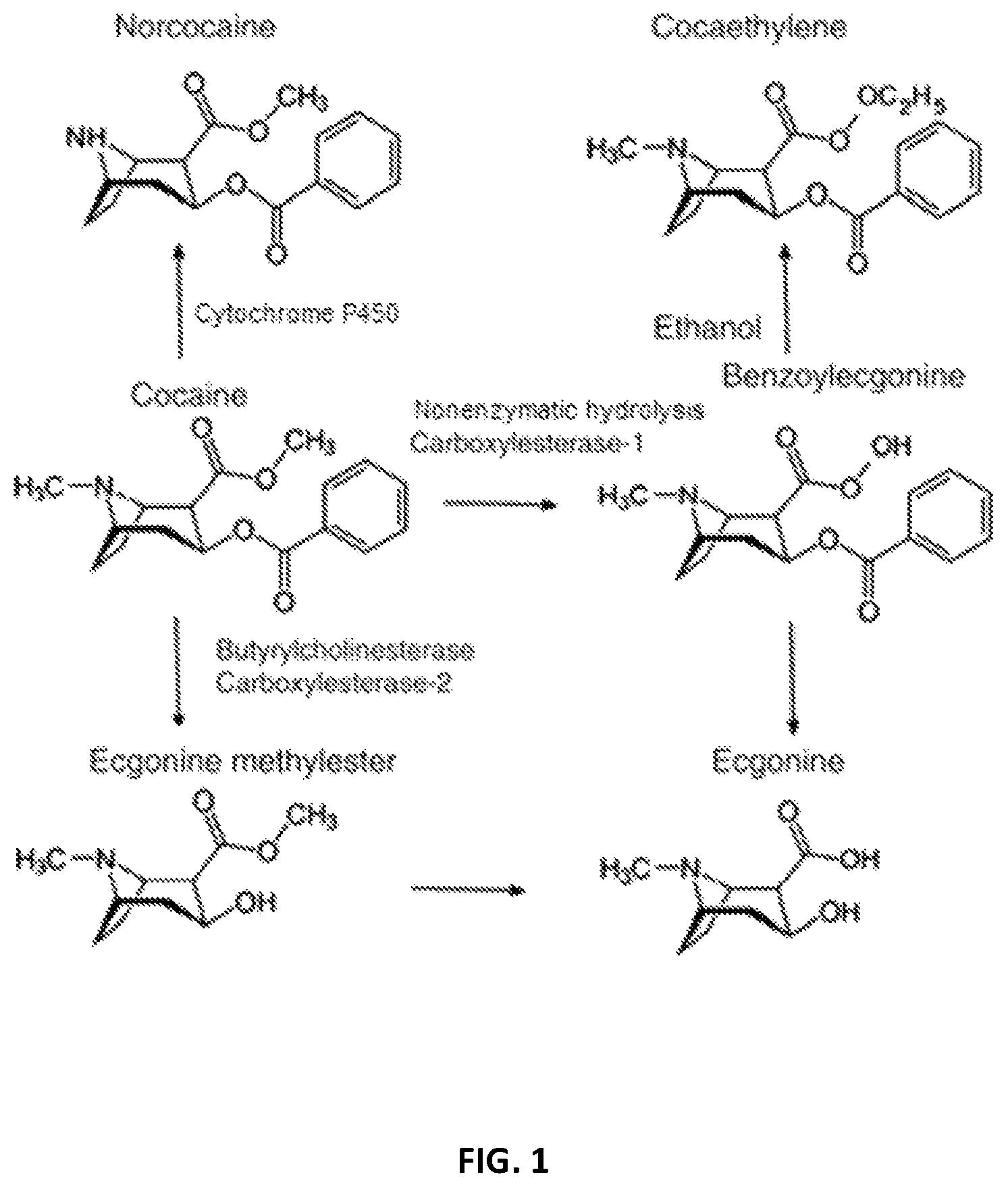 Patent US12508256 Figure 1 – Pharmaceutical compositions and methods of using the same