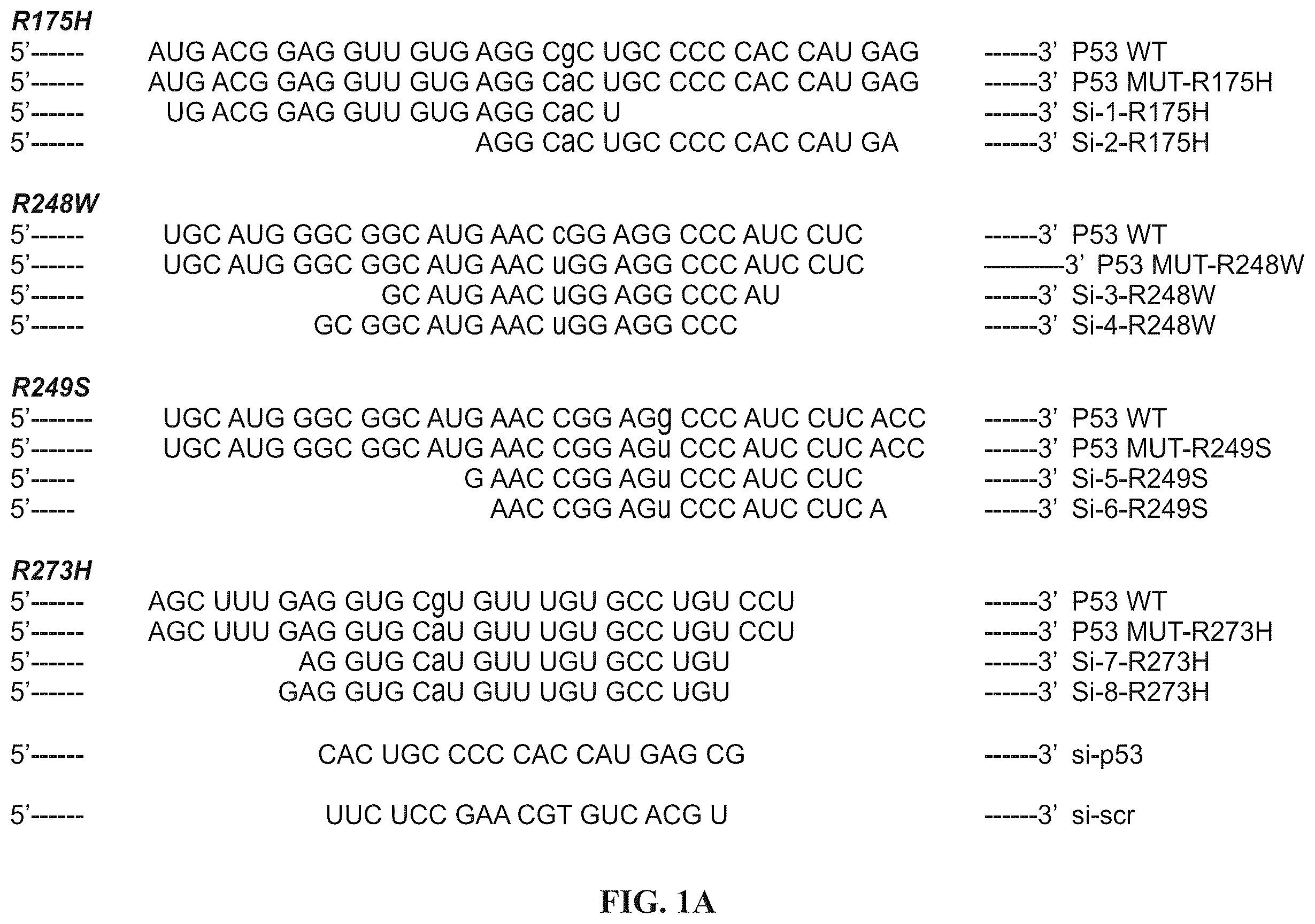 Patent US12508277 — Cancer therapeutic targeting using mutant P53-specific siRNAs — Figure 1