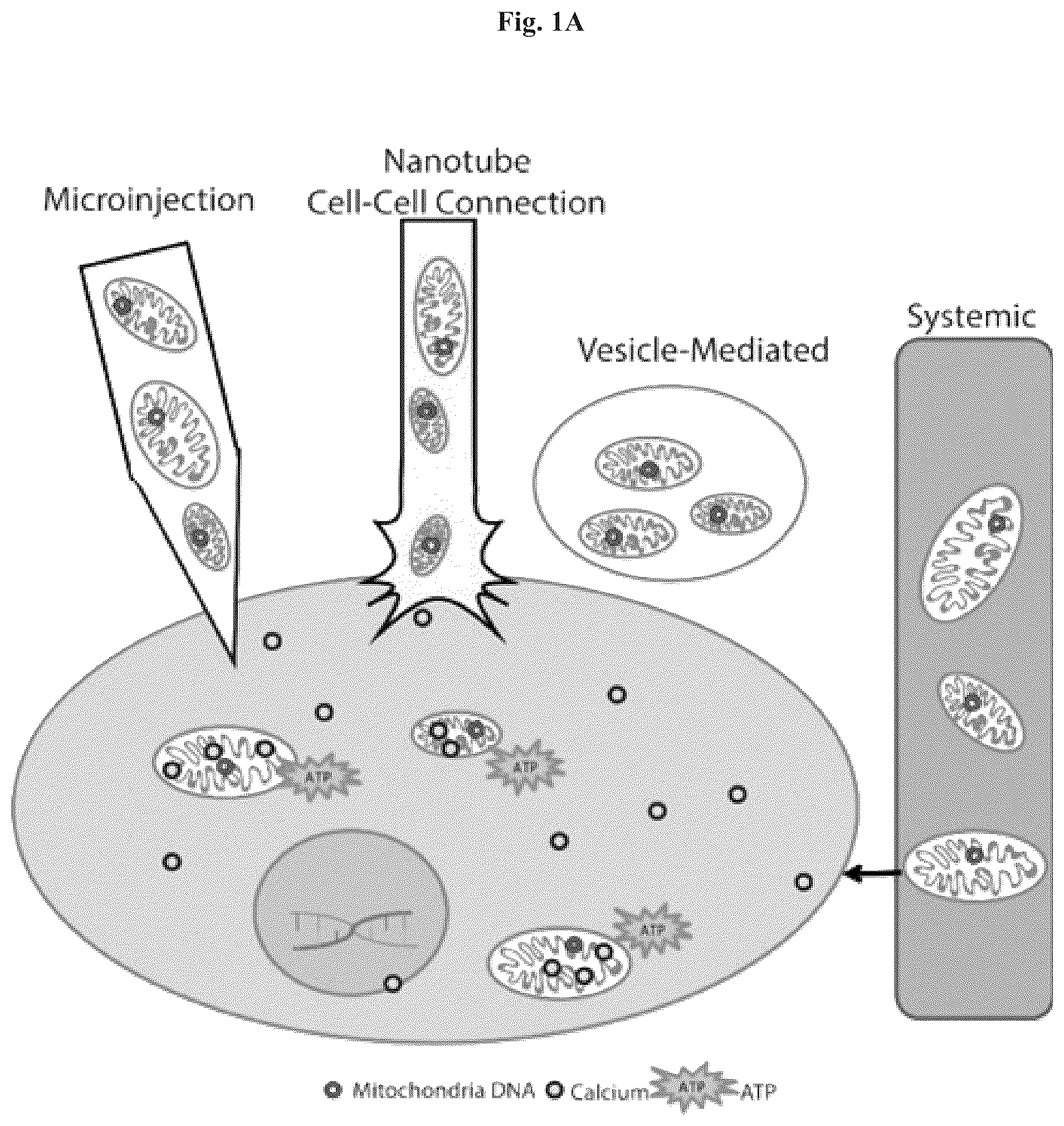 Patent US12508282 — Mitochondrial transplantation and use thereof in ocular diseases — Figure 1