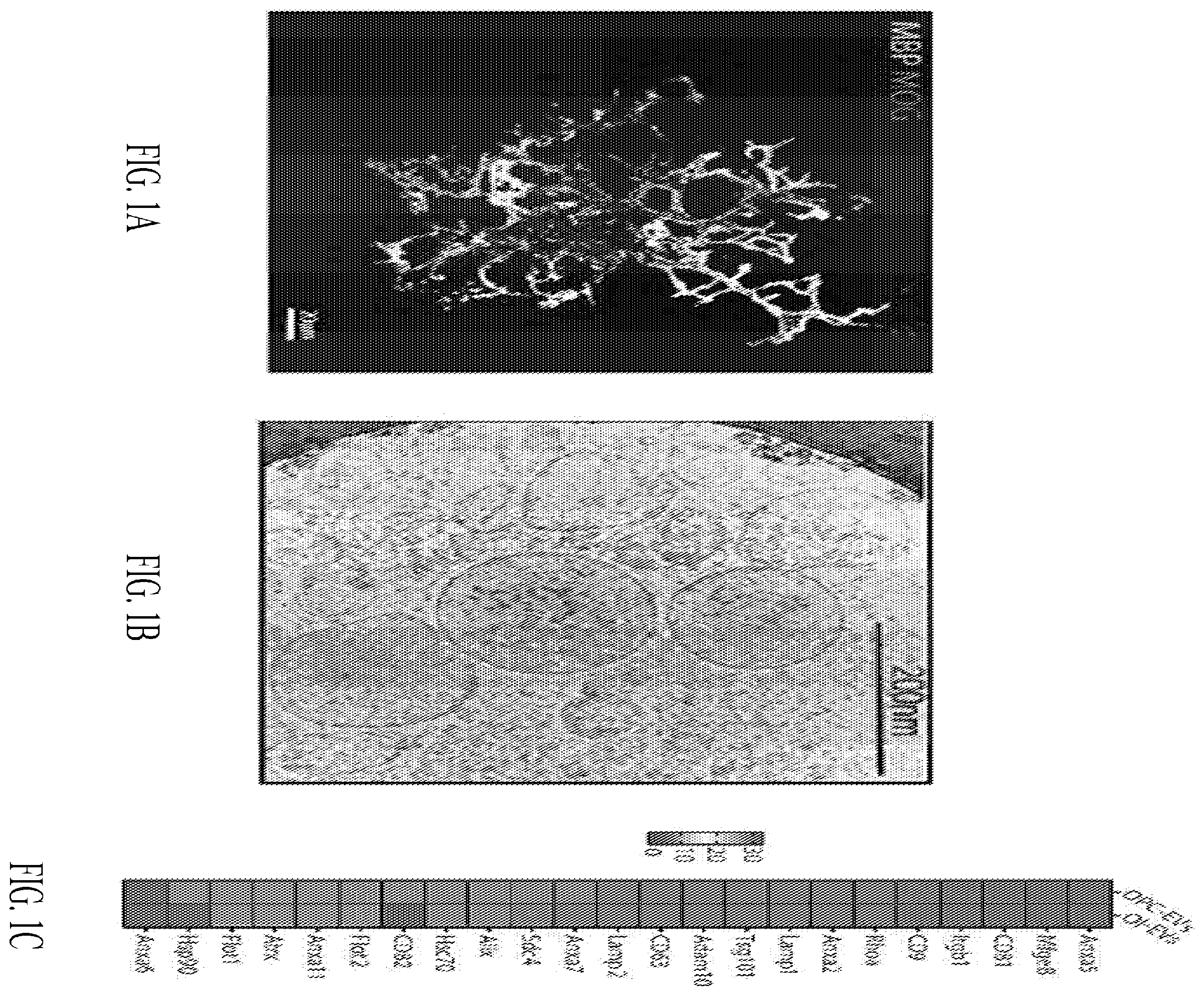 Patent US12508285 — Oligodendrocyte-derived extracellular vesicles for therapy of multiple sclerosis — Figure 1