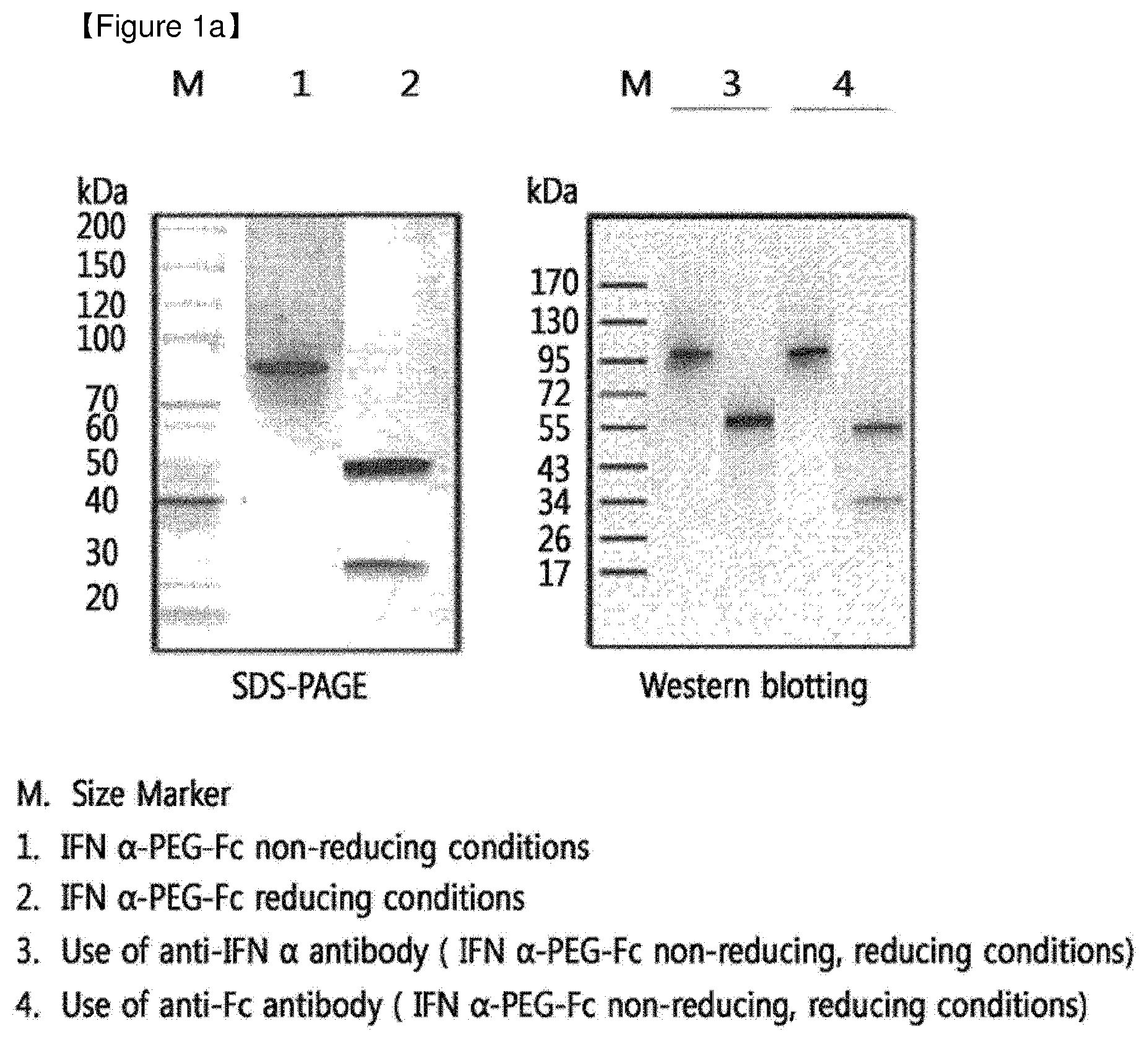 Patent US12508298 — Protein complex by use of a specific site of an immunoglobulin fragment for linkage — Figure 1