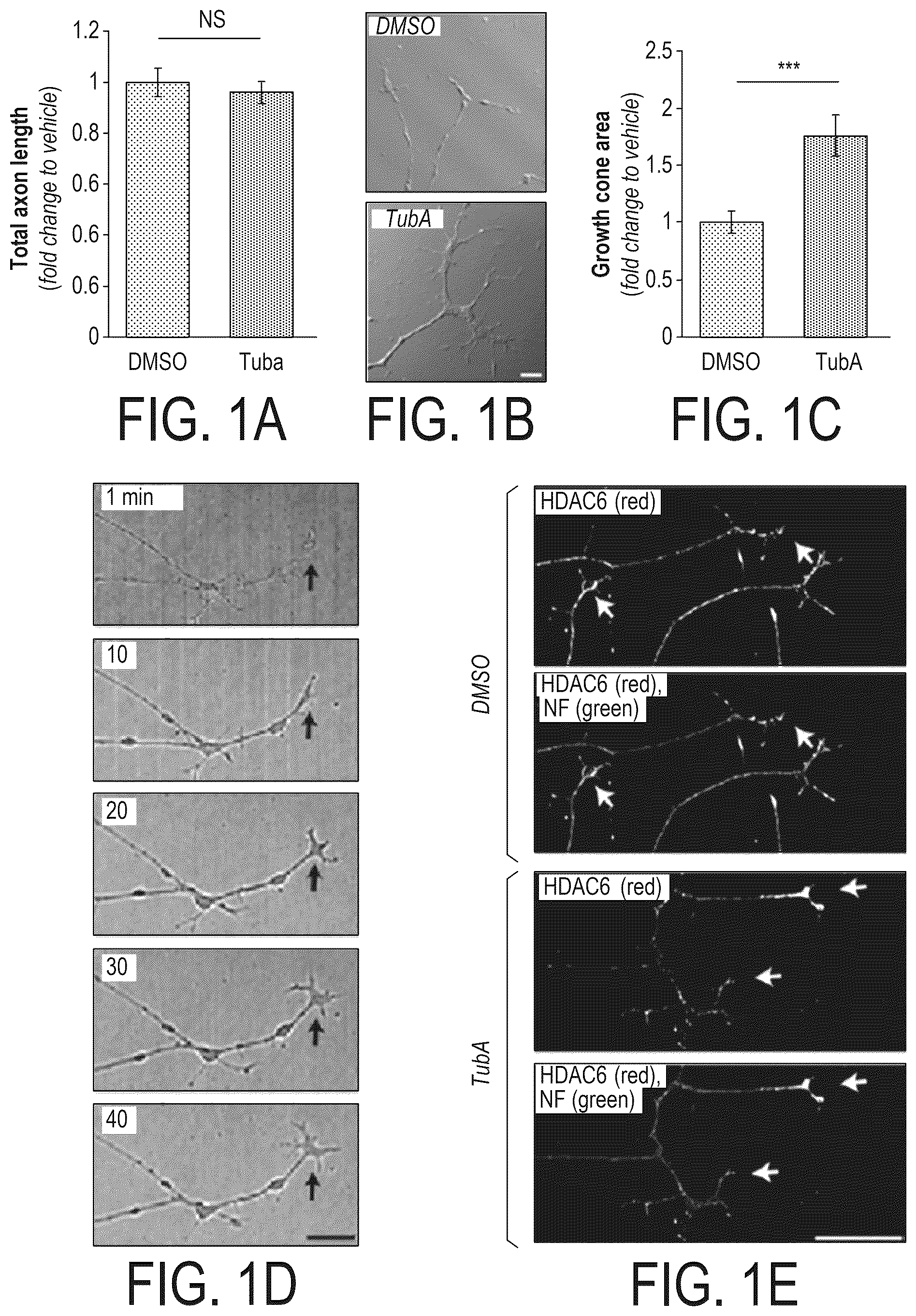 Patent US12508303 — Acetylation of Miro1 — Figure 1