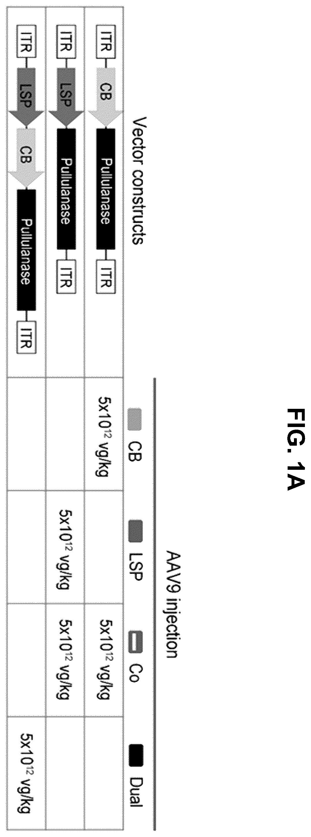 Patent US12508305 — Compositions and methods for treating and/or preventing glycogen storage disease type III — Figure 1