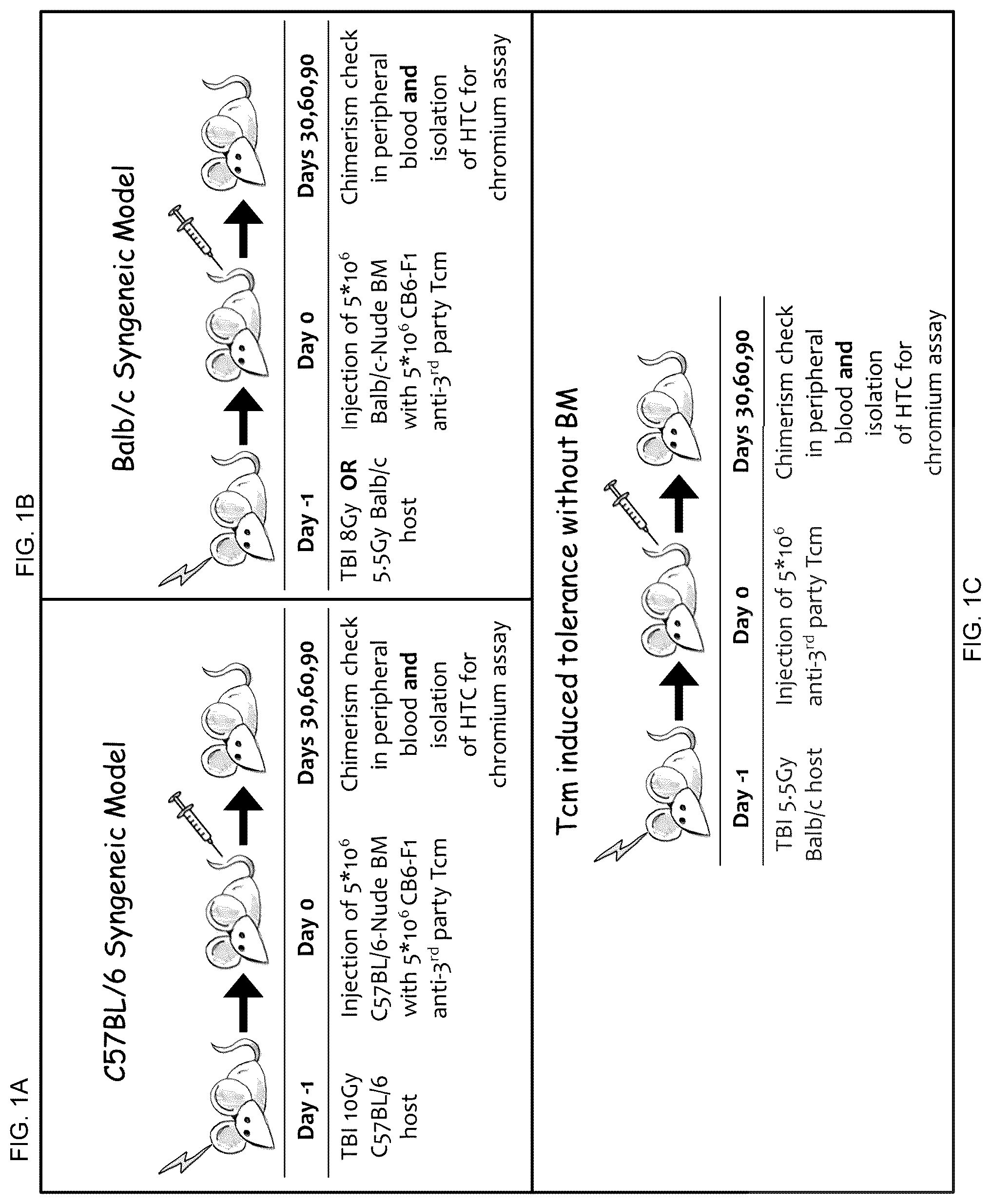 Patent US12508307 Figure 1 – Genetically modified anti-third party central memory T cells and use of same in immunotherapy
