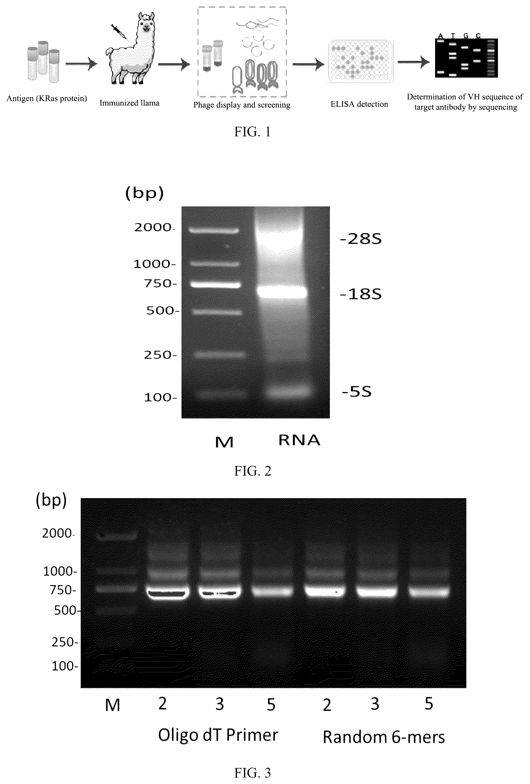 Patent US12508311 — Fusion protein, and preparation method and use thereof — Figure 1