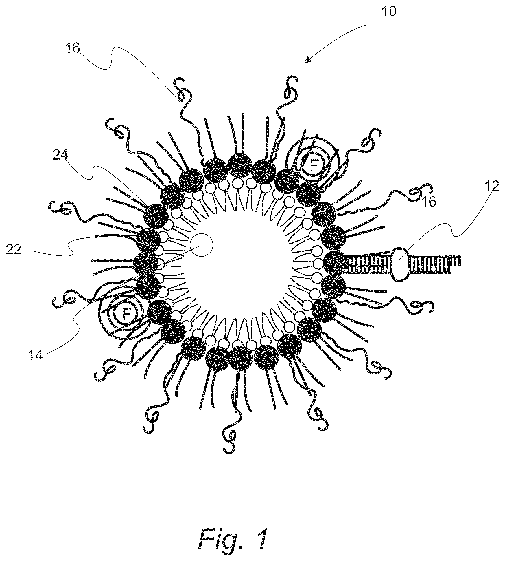 Patent US12508322 Figure 1 – MIR-145 micelles for mitigating atherosclerosis