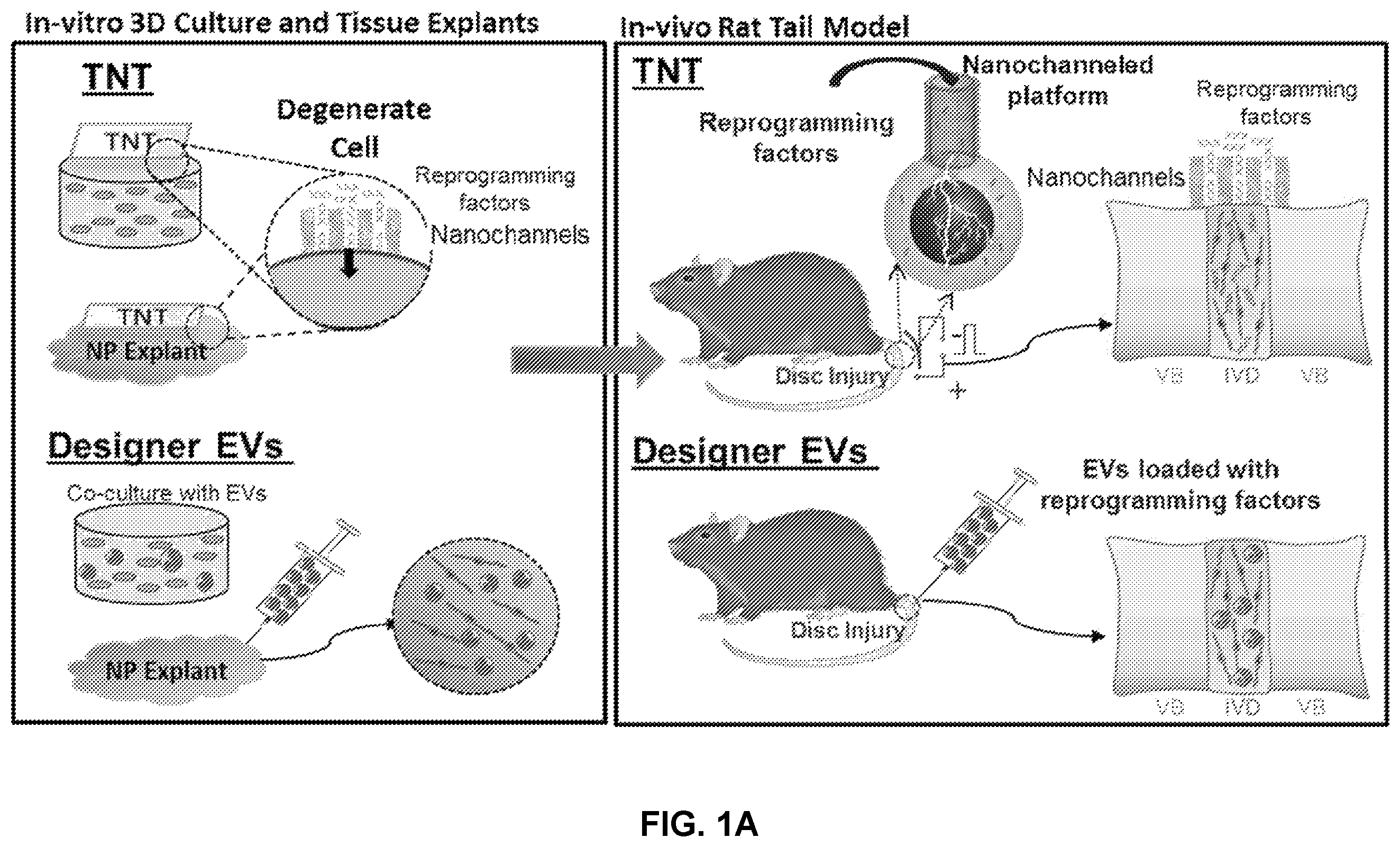 Patent US12508325 — Compositions and methods for reprogramming diseased musculoskeletal cells — Figure 1