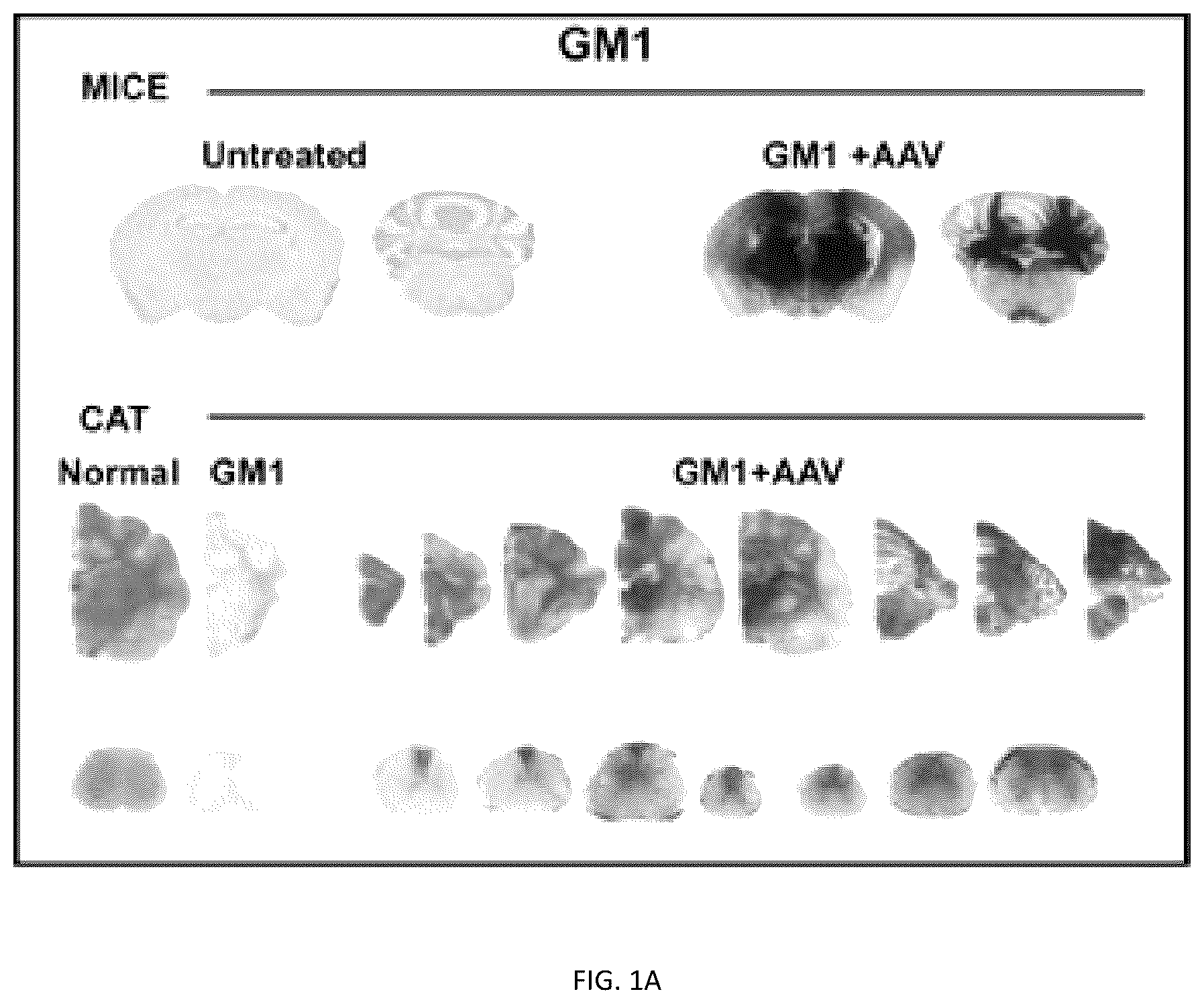 Patent US12508328 — Bio-activated reporters to visualize, in real time, specific gene therapy products — Figure 1