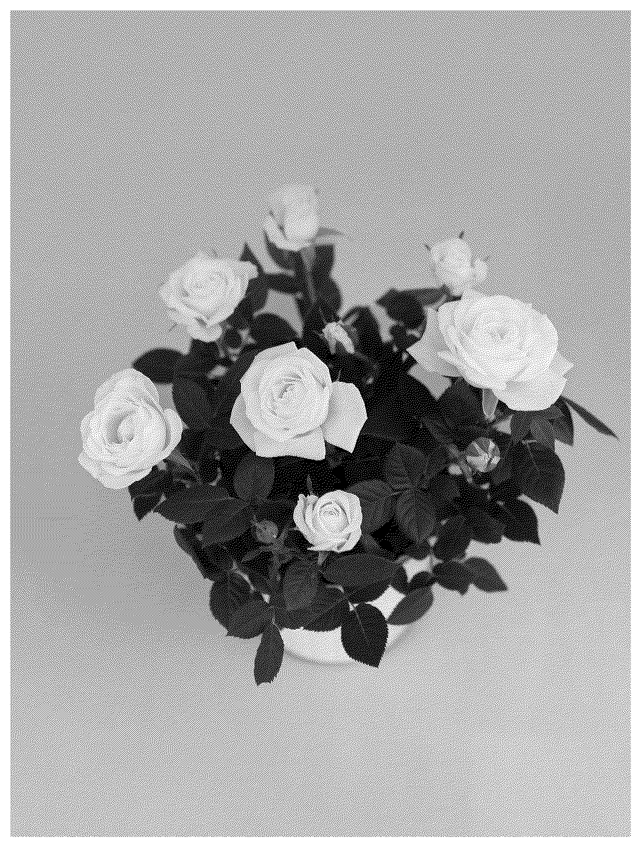 Patent USPP036658 — Miniature rose plant named ‘KORpot131’ — Figure 1
