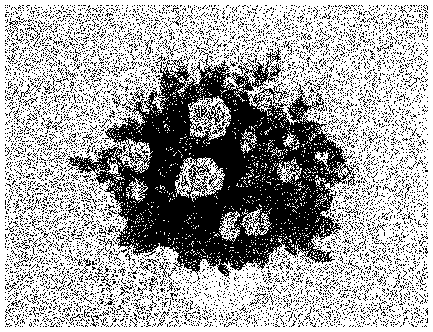 Patent USPP036659 — Miniature rose plant named ‘KORpot135’ — Figure 1
