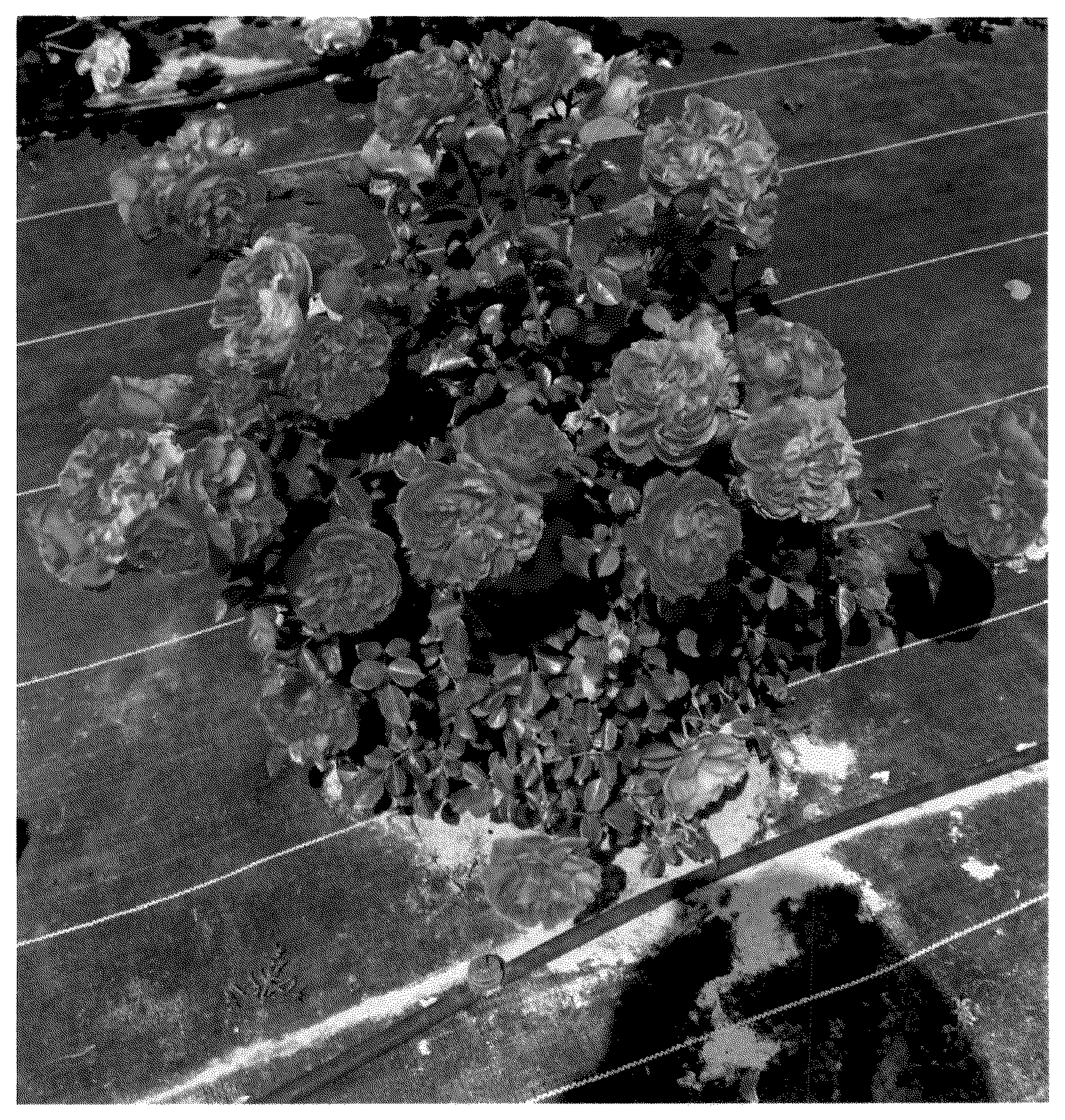 Patent USPP036660 — Floribunda rose plant named ‘Spropuff’ — Figure 1
