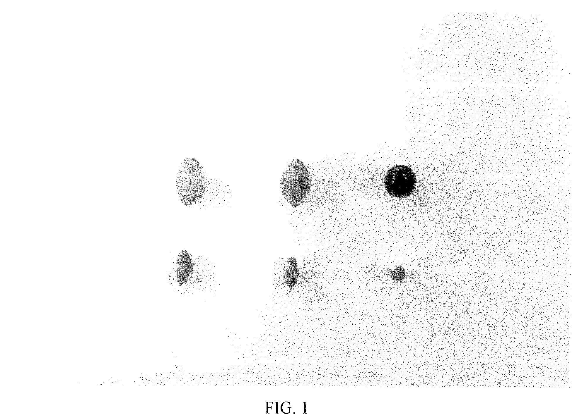 Patent USPP036661 — Olive tree named ‘I 72’ — Figure 1