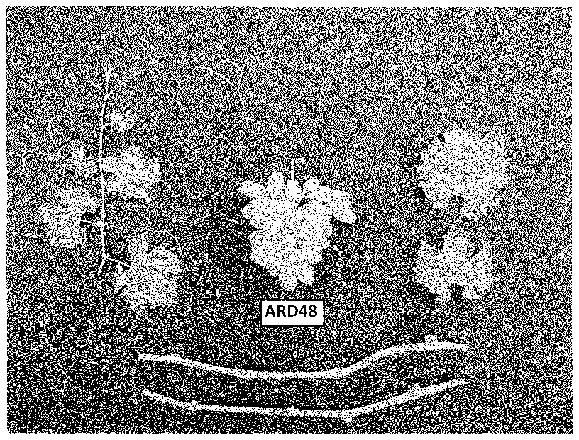 Patent USPP036663 Figure 1 – Seedless grapevine plant named ‘ARD48’