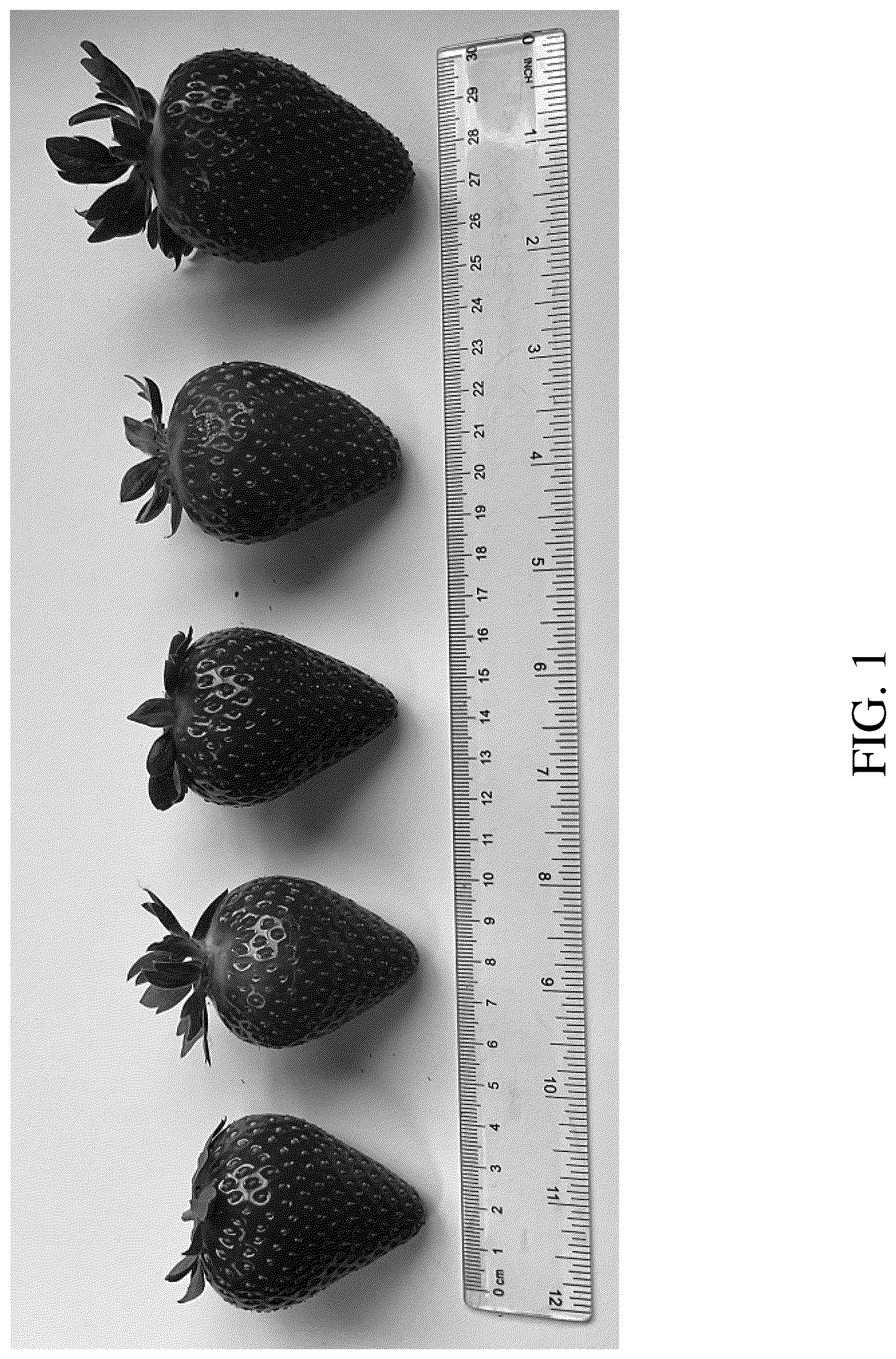 Patent USPP036665 Figure 1 – Strawberry plant named ‘DrisStrawOneHundredEight’