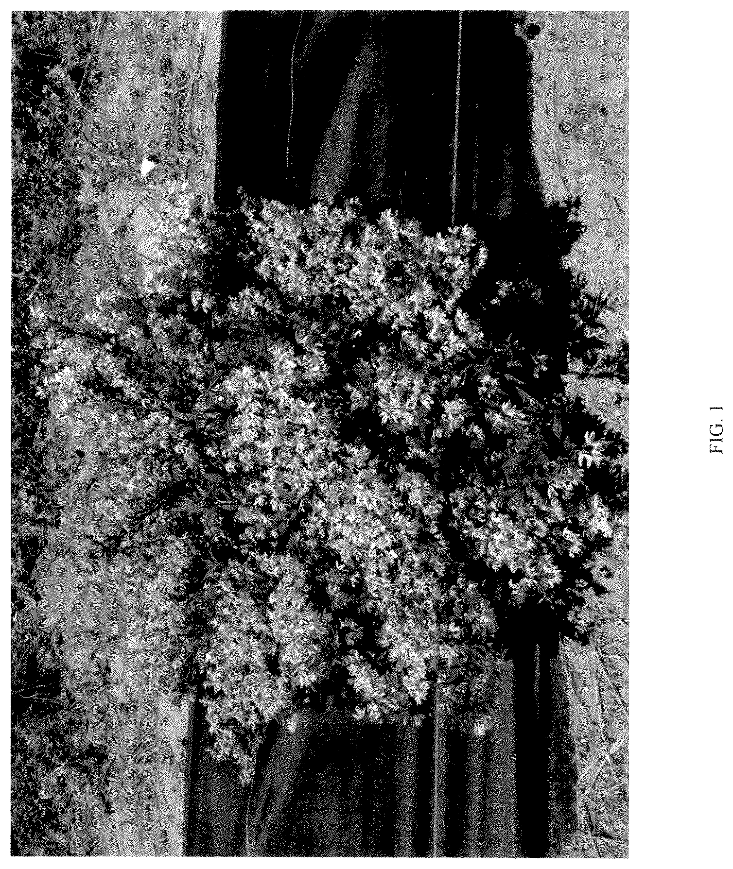 Patent USPP036667 — Deutzia plant named ‘NCDX3’ — Figure 1