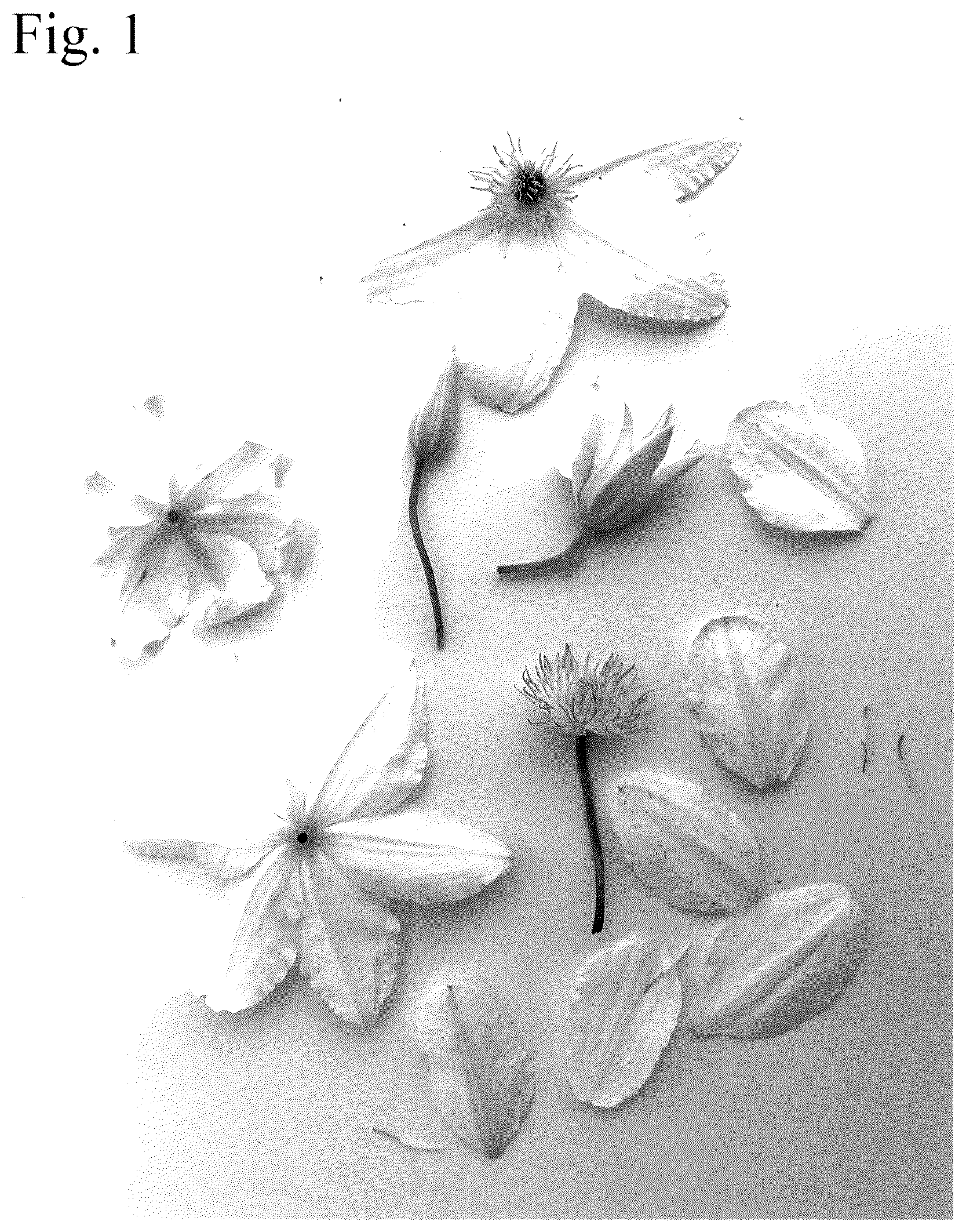 Patent USPP036669 Figure 1 – Clematis plant named ‘Evipo119’