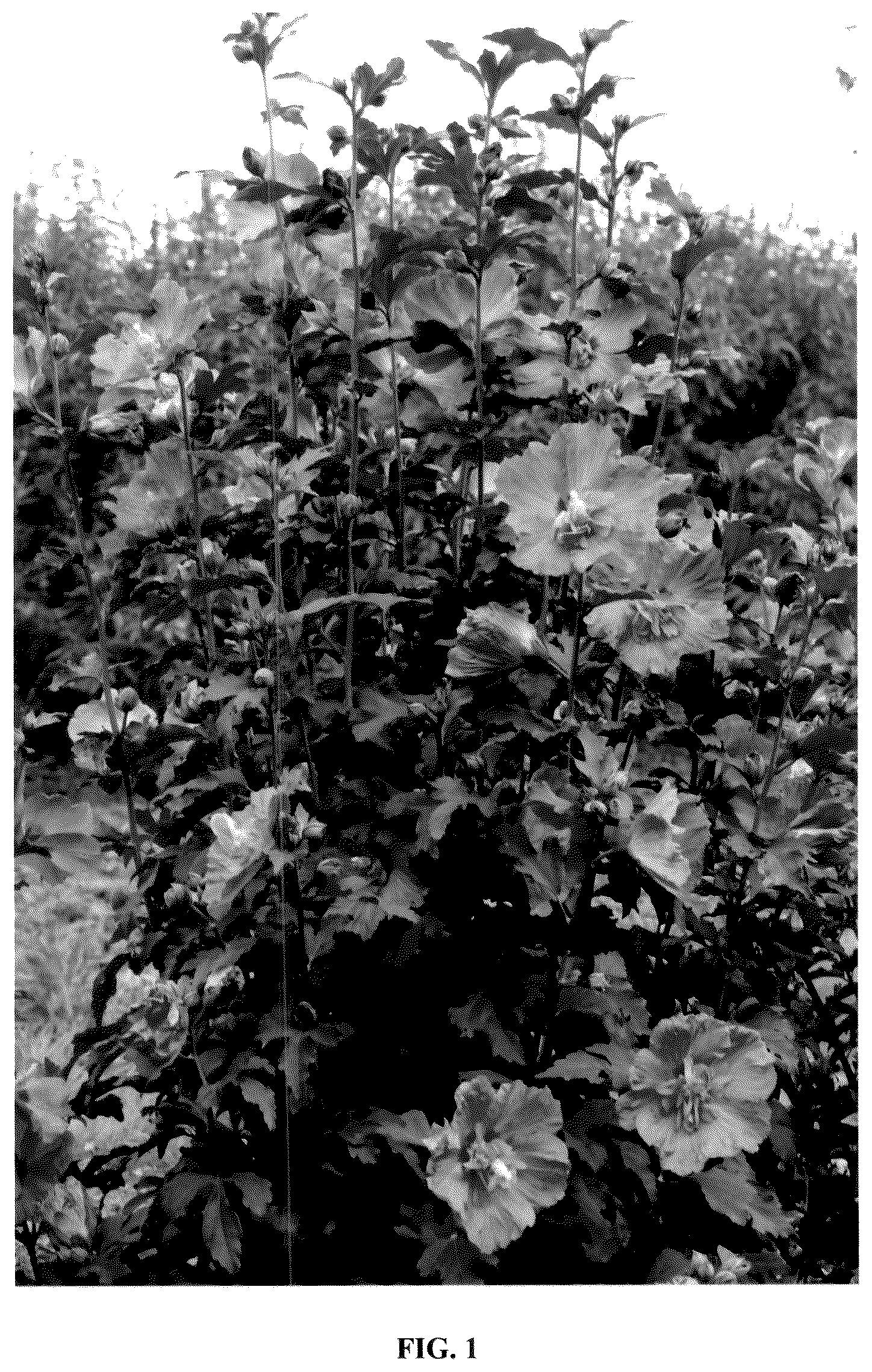 Patent USPP036672 — Hibiscus plant named ‘Minsygdrou02’ — Figure 1