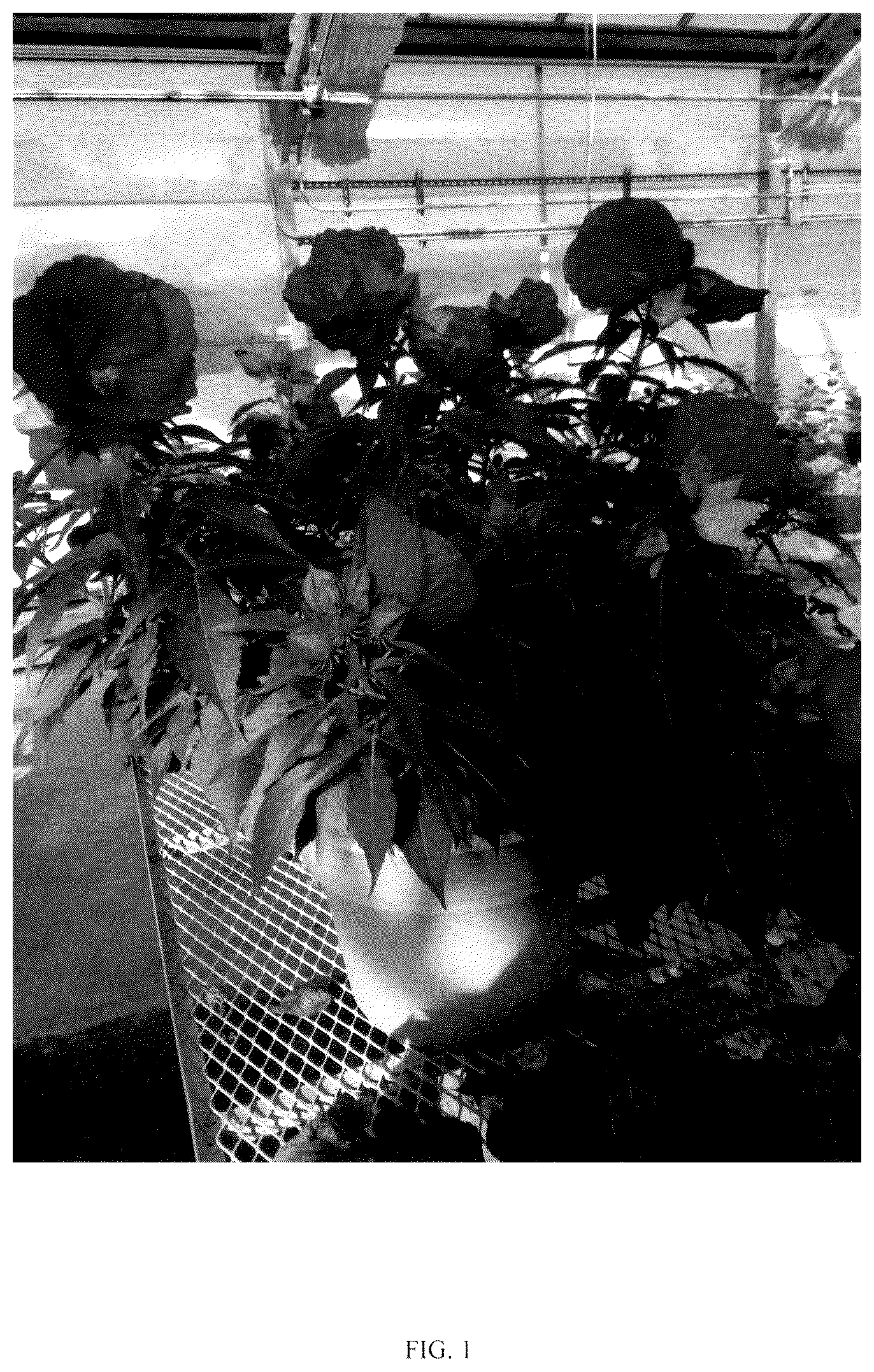Patent USPP036673 — Hibiscus plant named ‘G21086’ — Figure 1