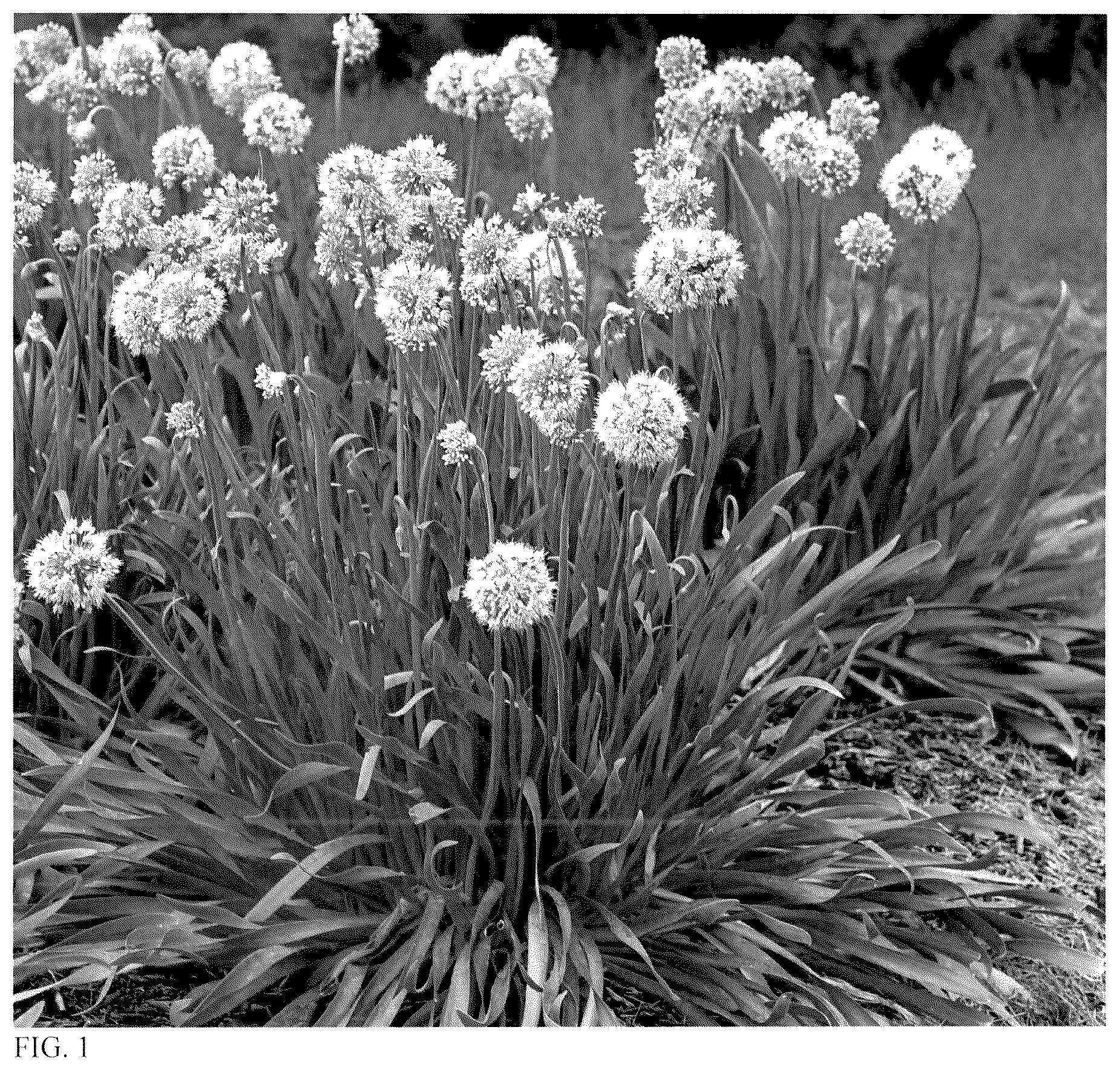 Patent USPP036675 — Allium plant named ‘Bobblehead’ — Figure 1